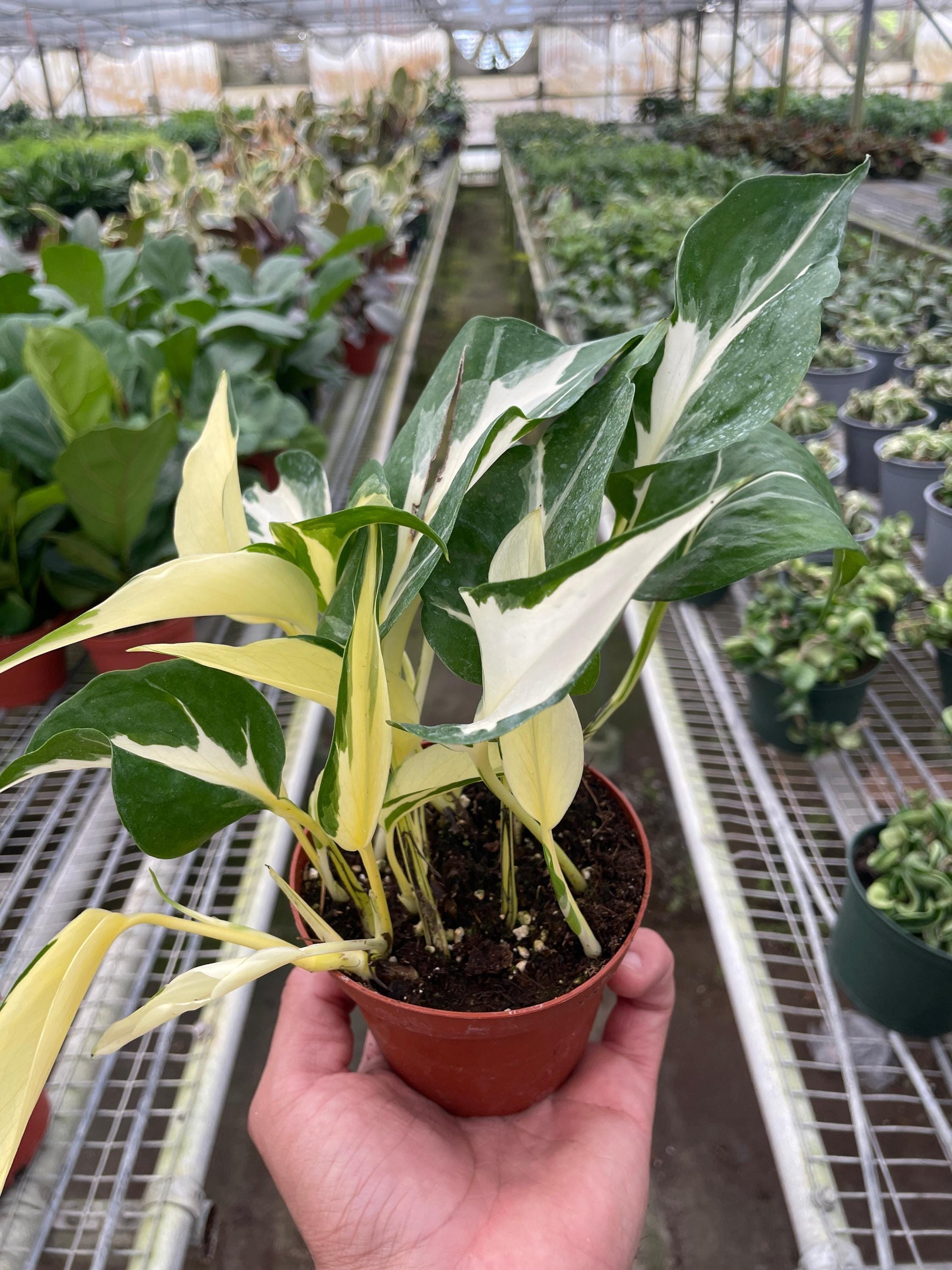 Pothos 'Mutant Manjula' 3" Pot Austin Jungle Co.