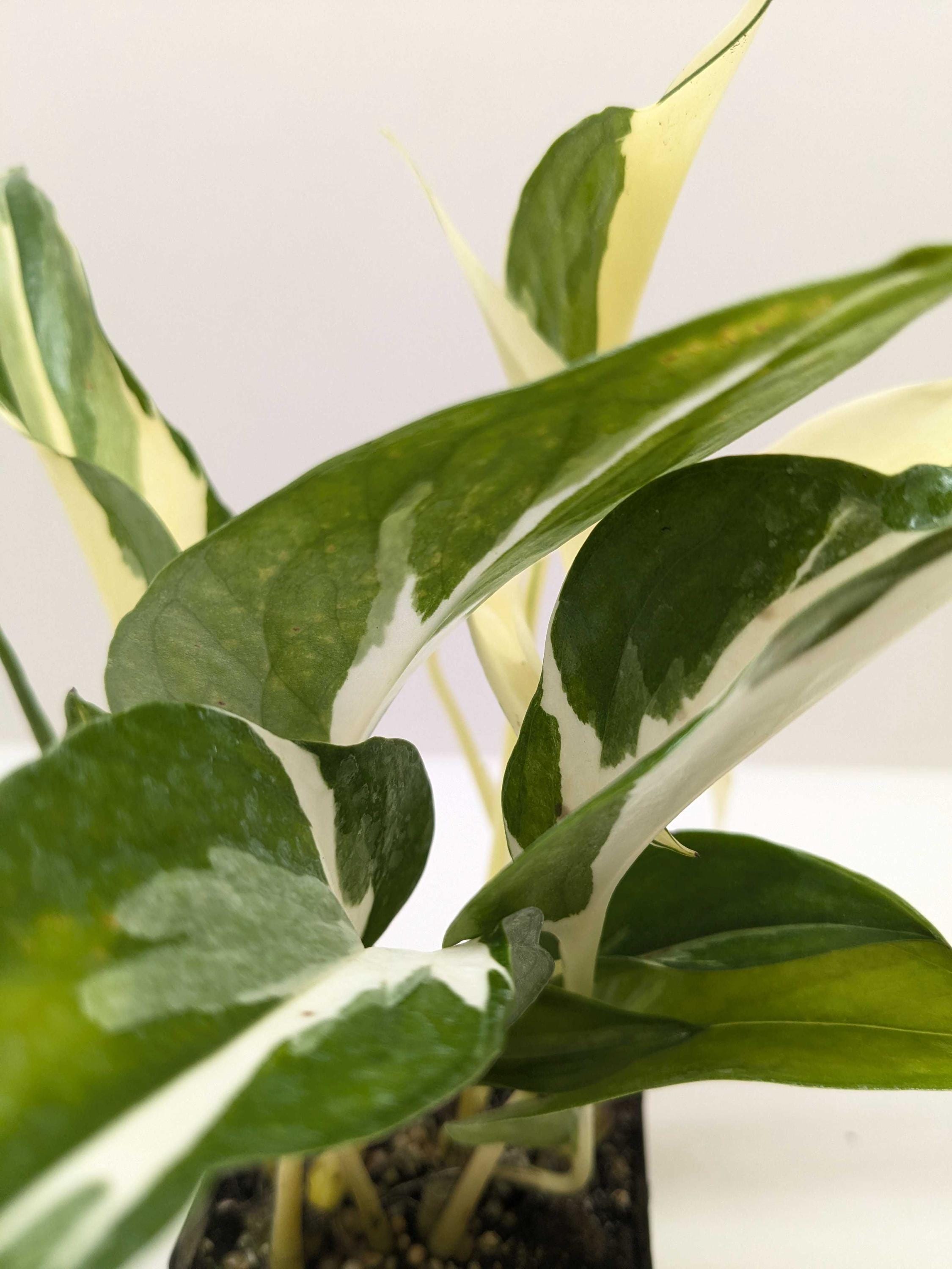 Pothos 'Mutant Manjula' 3" Pot Austin Jungle Co.