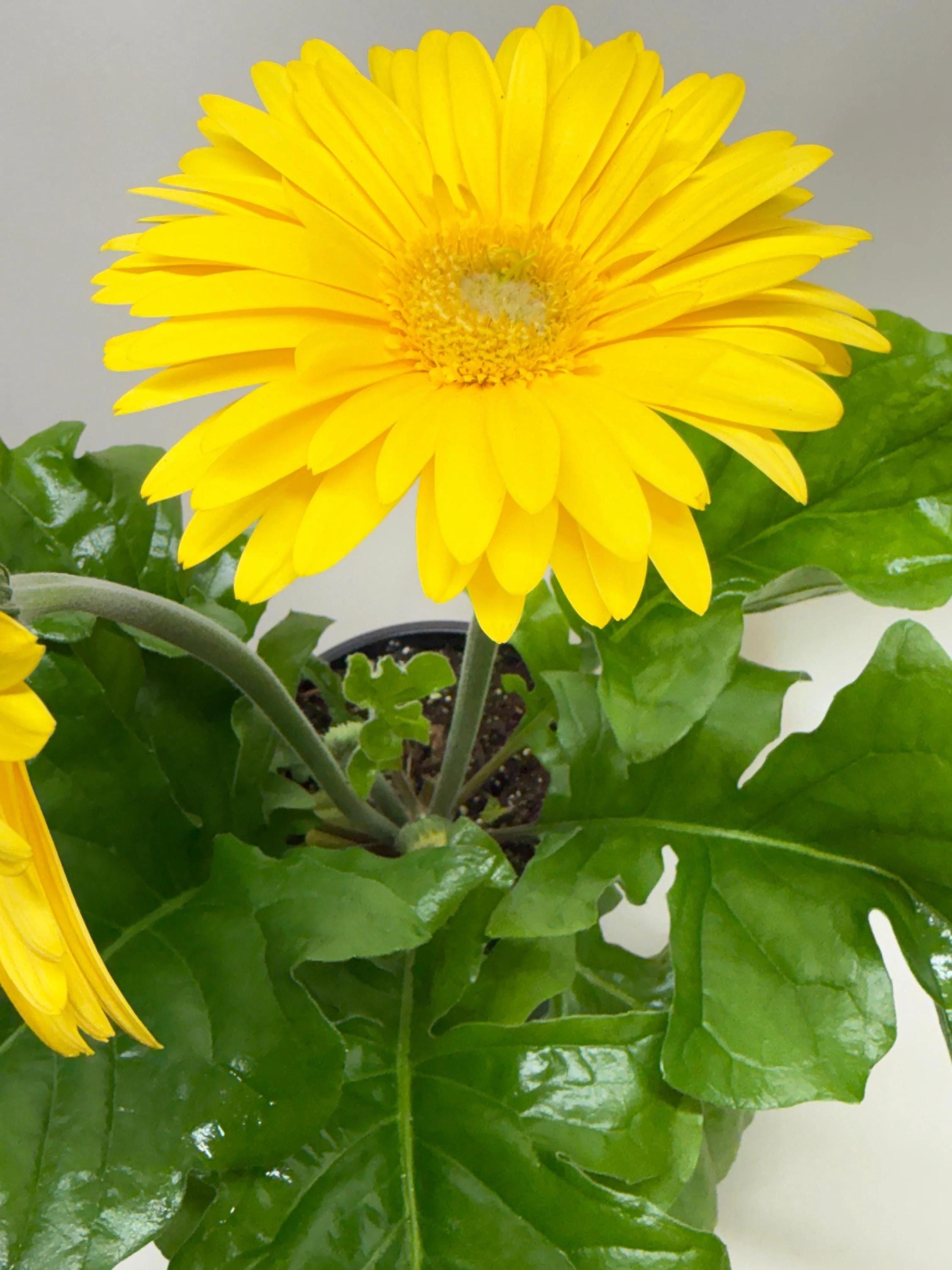 Gerbera Daisy Indoor Plants 6" Pot / Pink Austin Jungle Co.