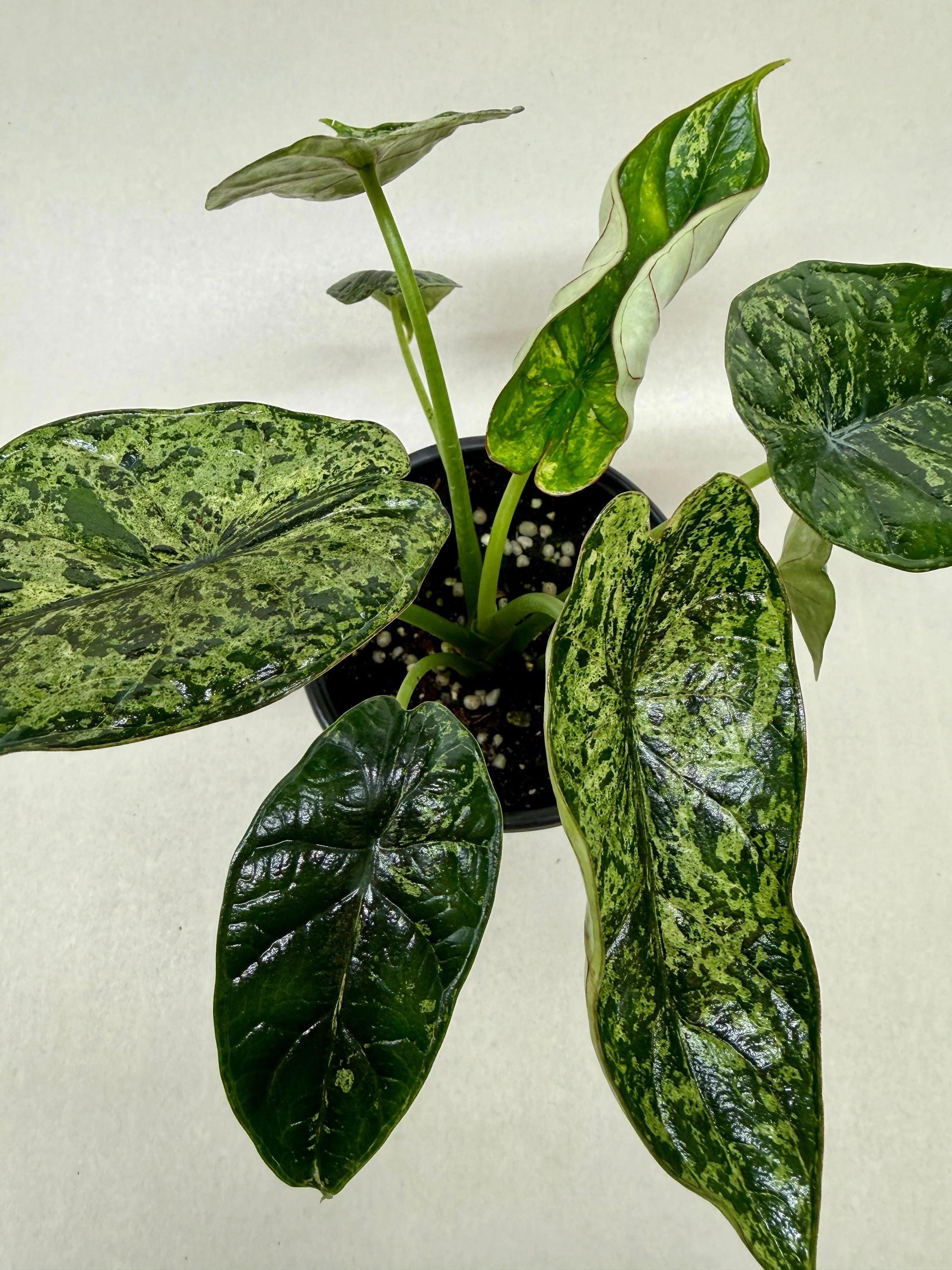 Alocasia 'Dragon Scale Mint' Indoor Plants 4" Pot Austin Jungle Co.