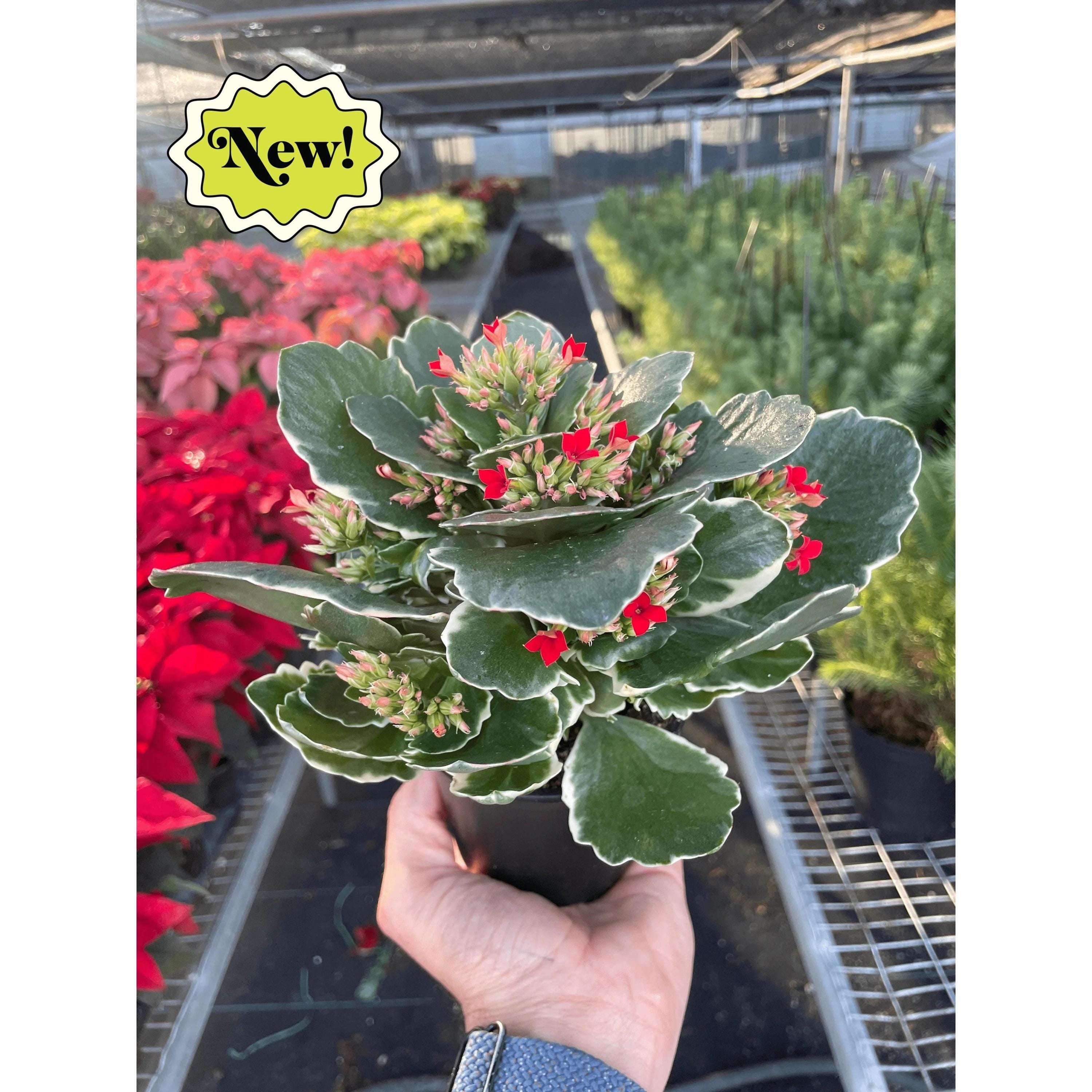 Kalanchoe 'Blossfeldiana' 4" Plant (1pk/$2) ($6 Ship/15oz) 3" Pot / Pink Austin Jungle Co.