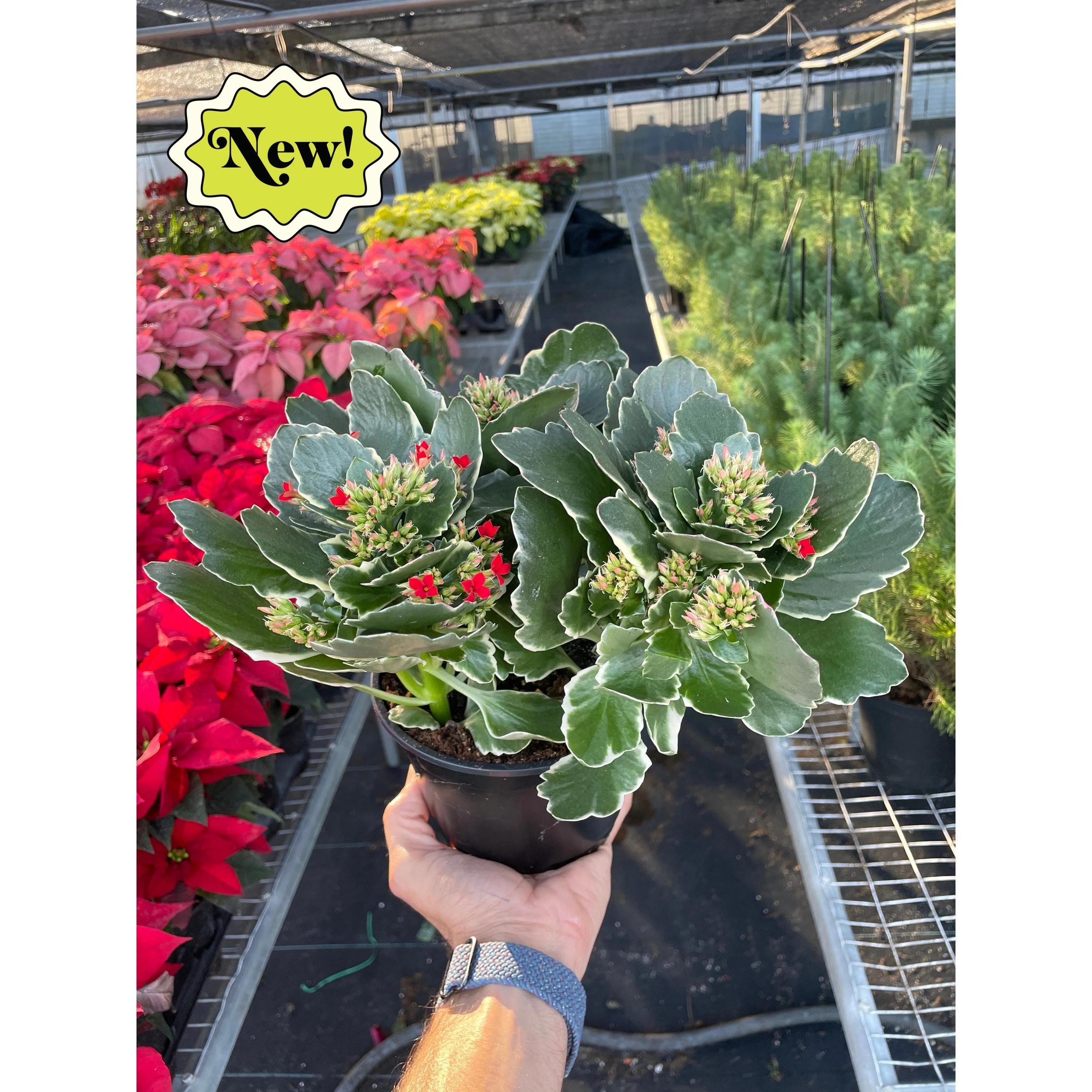 Kalanchoe 'Blossfeldiana' 4" Plant (1pk/$2) ($6 Ship/15oz) 3" Pot / Pink Austin Jungle Co.