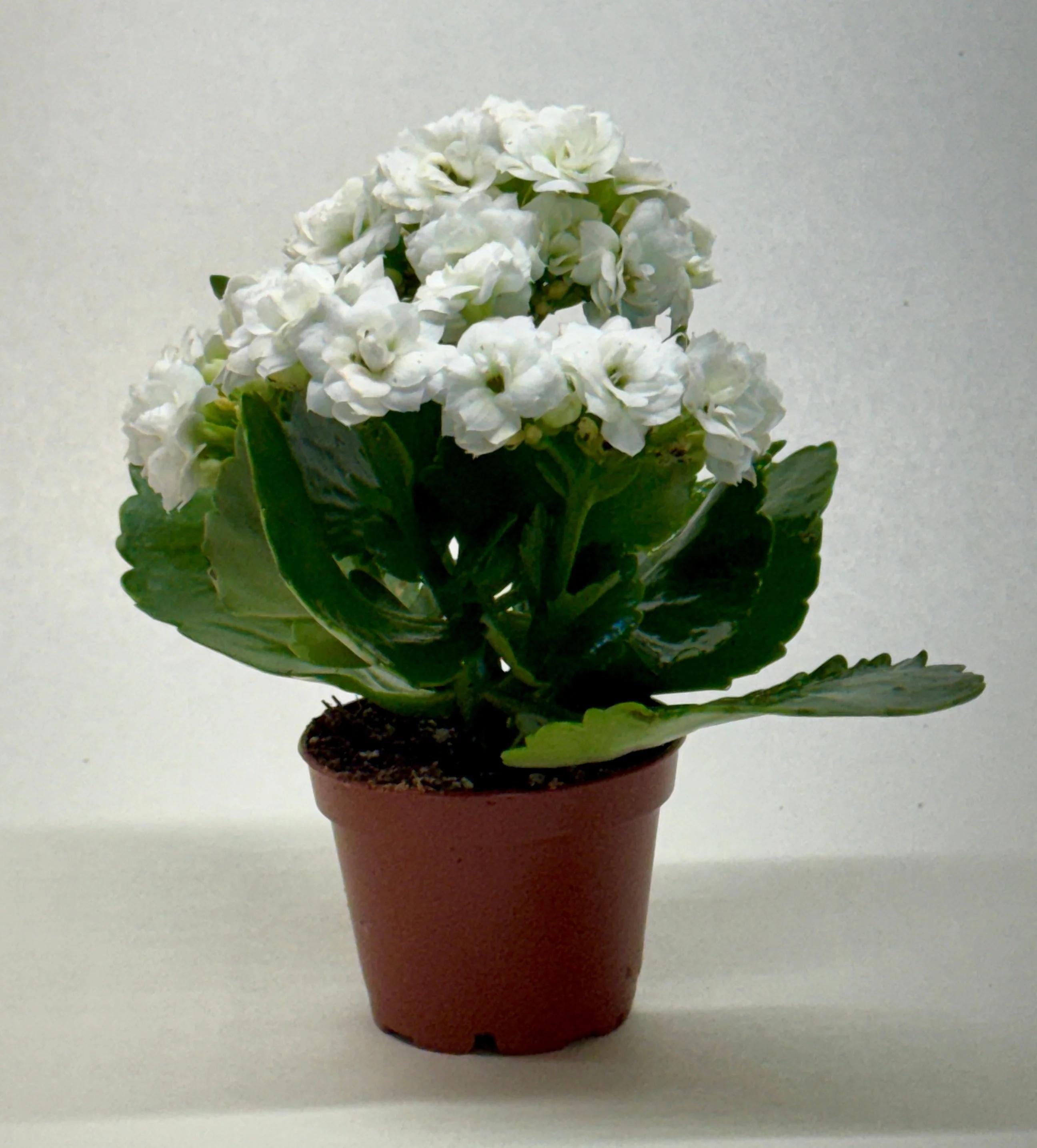 Kalanchoe 'Blossfeldiana' 4" Plant (1pk/$2) ($6 Ship/15oz) 3" Pot / Pink Austin Jungle Co.