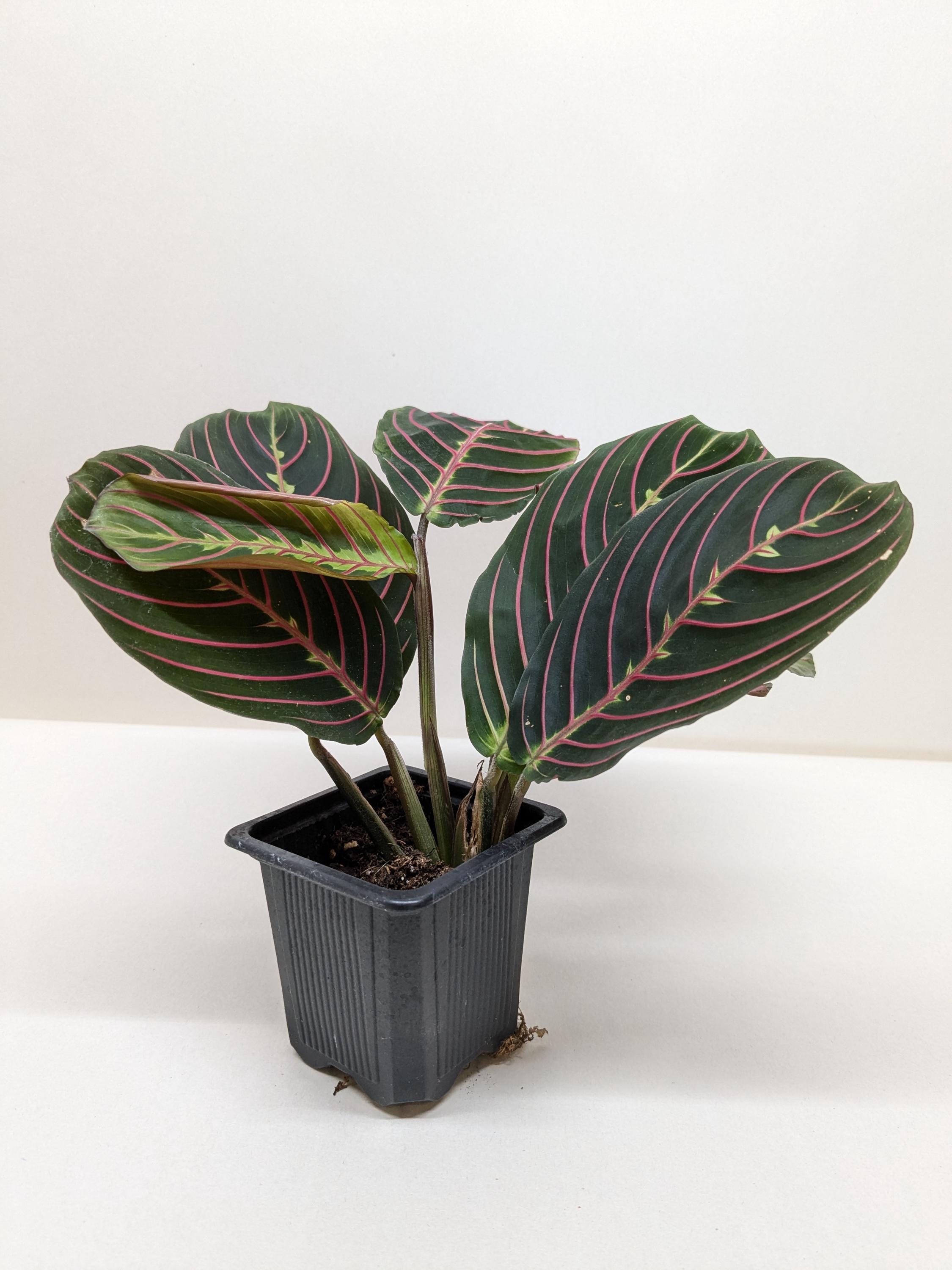 Maranta Red Prayer Plant