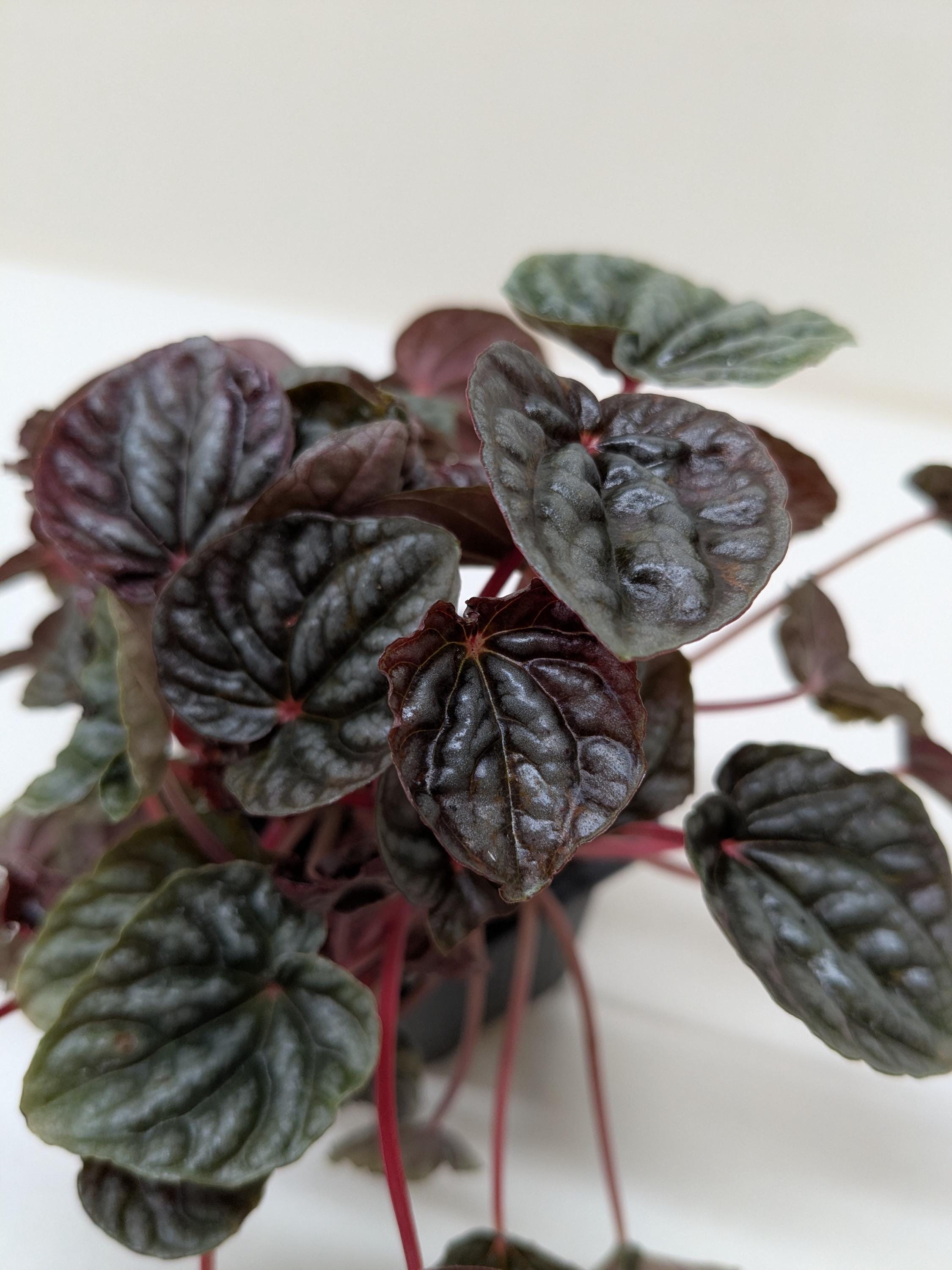 Peperomia 'Ripple Red' 4" Plant (1) ($4) 3" Pot Austin Jungle Co.
