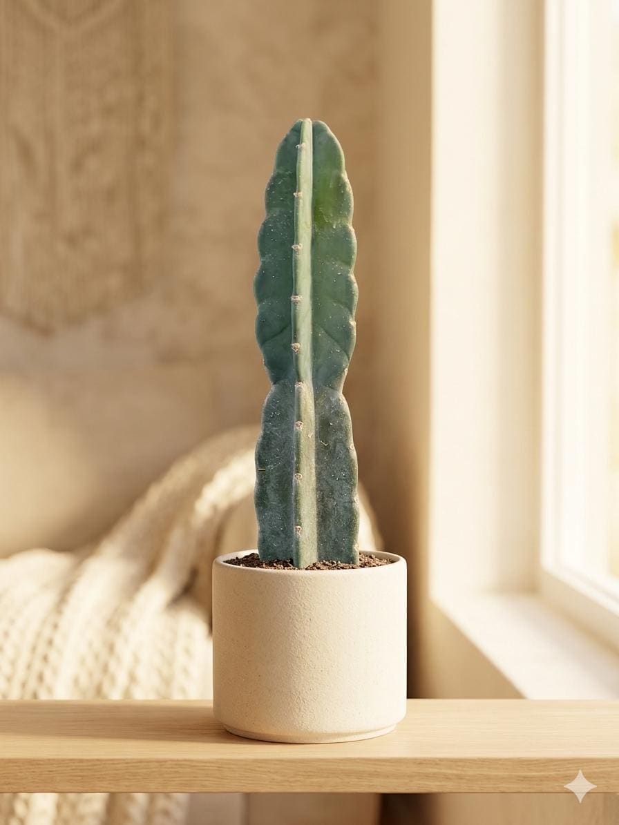 Succulent Cereus Cuddly Cactus 6" Pot Austin Jungle Co.