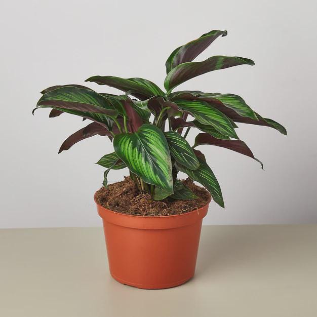 Calathea 'Beauty Star' Indoor Plants 4" Pot Austin Jungle Co.