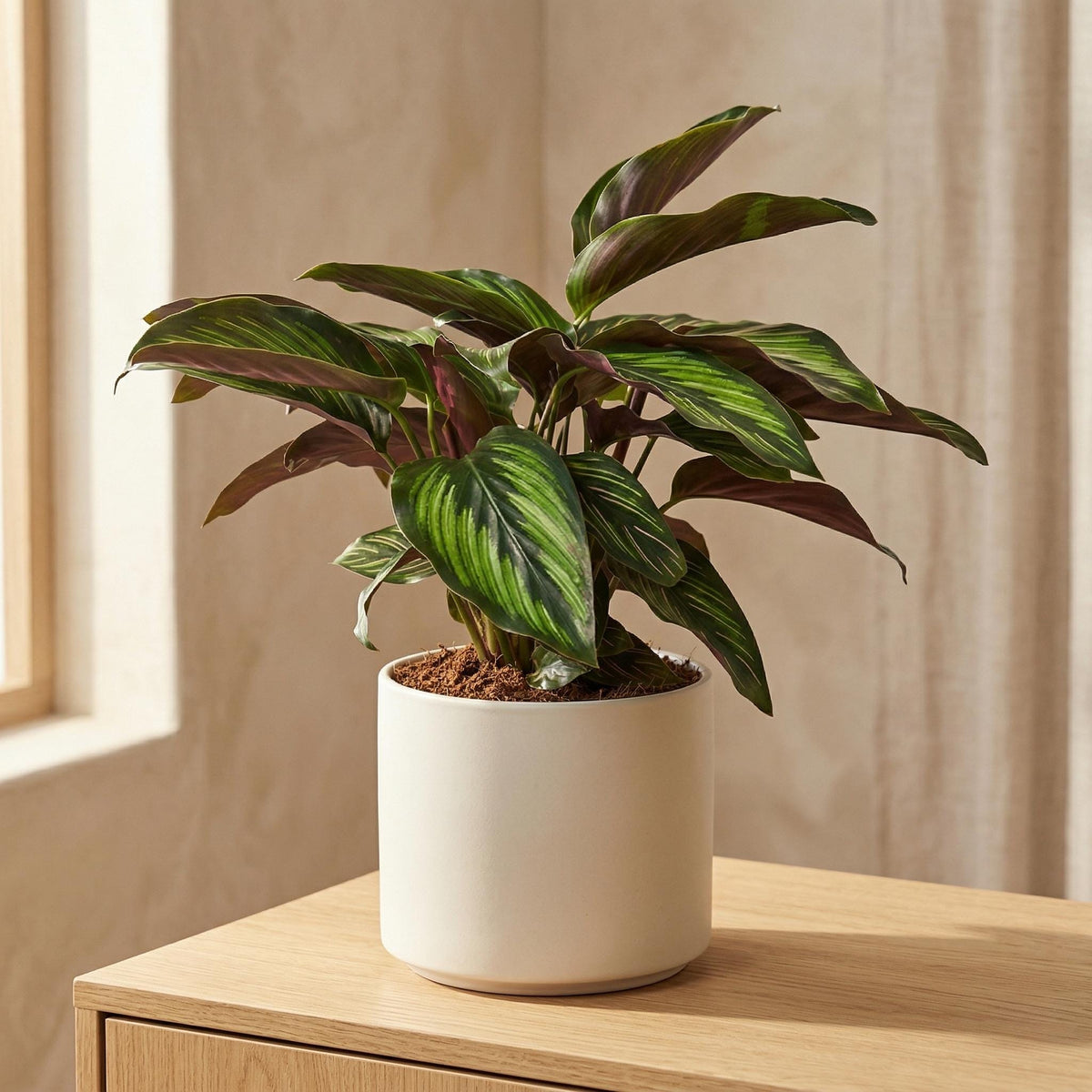 Calathea 'Beauty Star' Indoor Plants 4" Pot Austin Jungle Co.