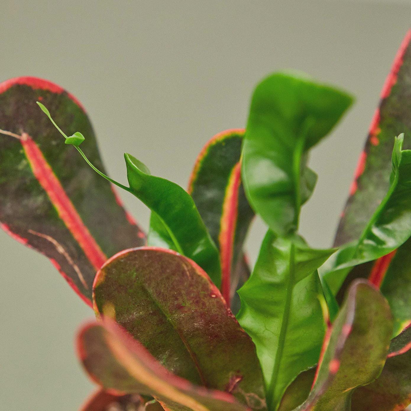 Croton 'Mammy' Indoor Plants 3" Pot Austin Jungle Co.