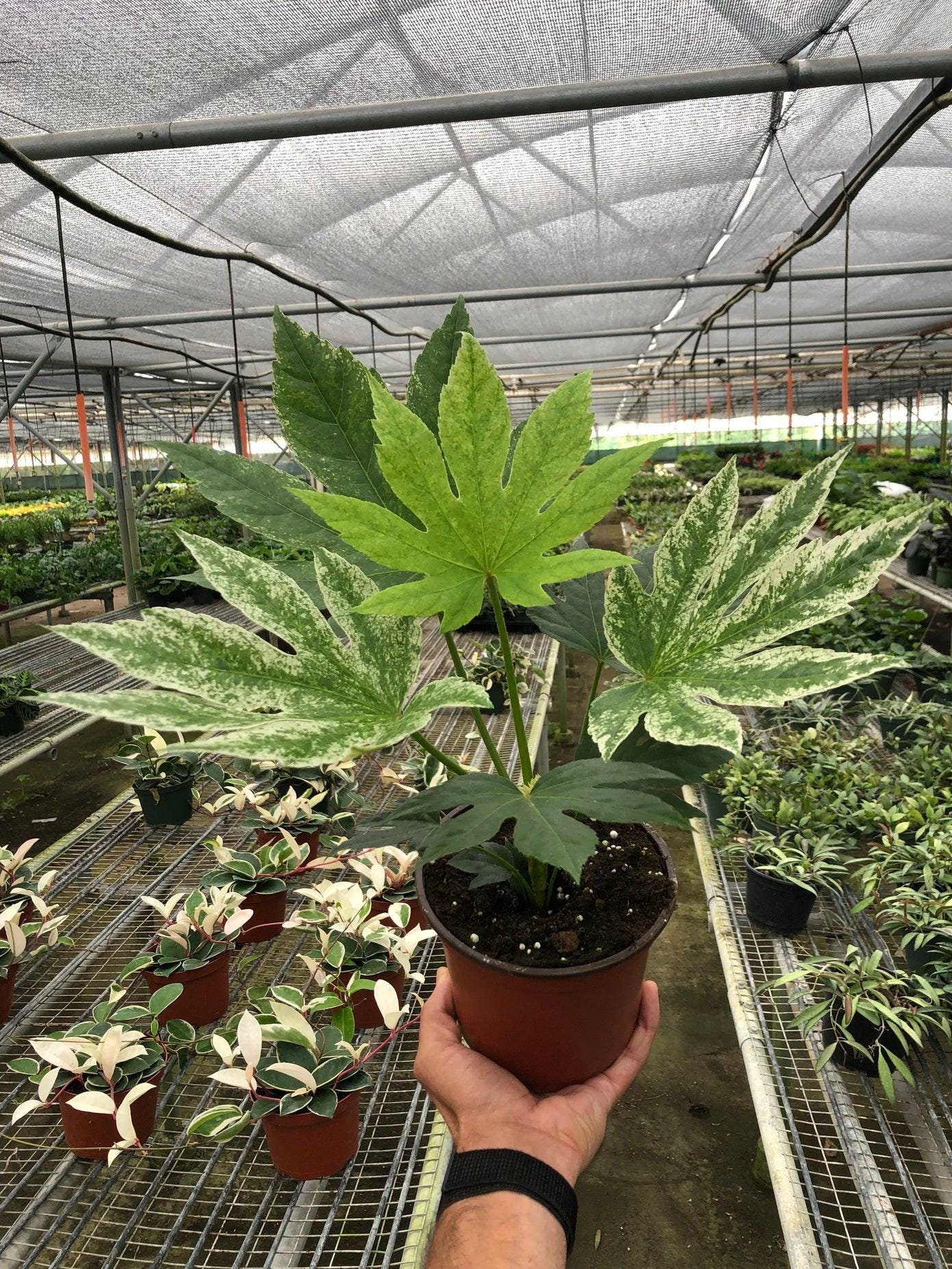 Fatsia 'Spider's Web' Indoor Plants 6" Pot Austin Jungle Co.