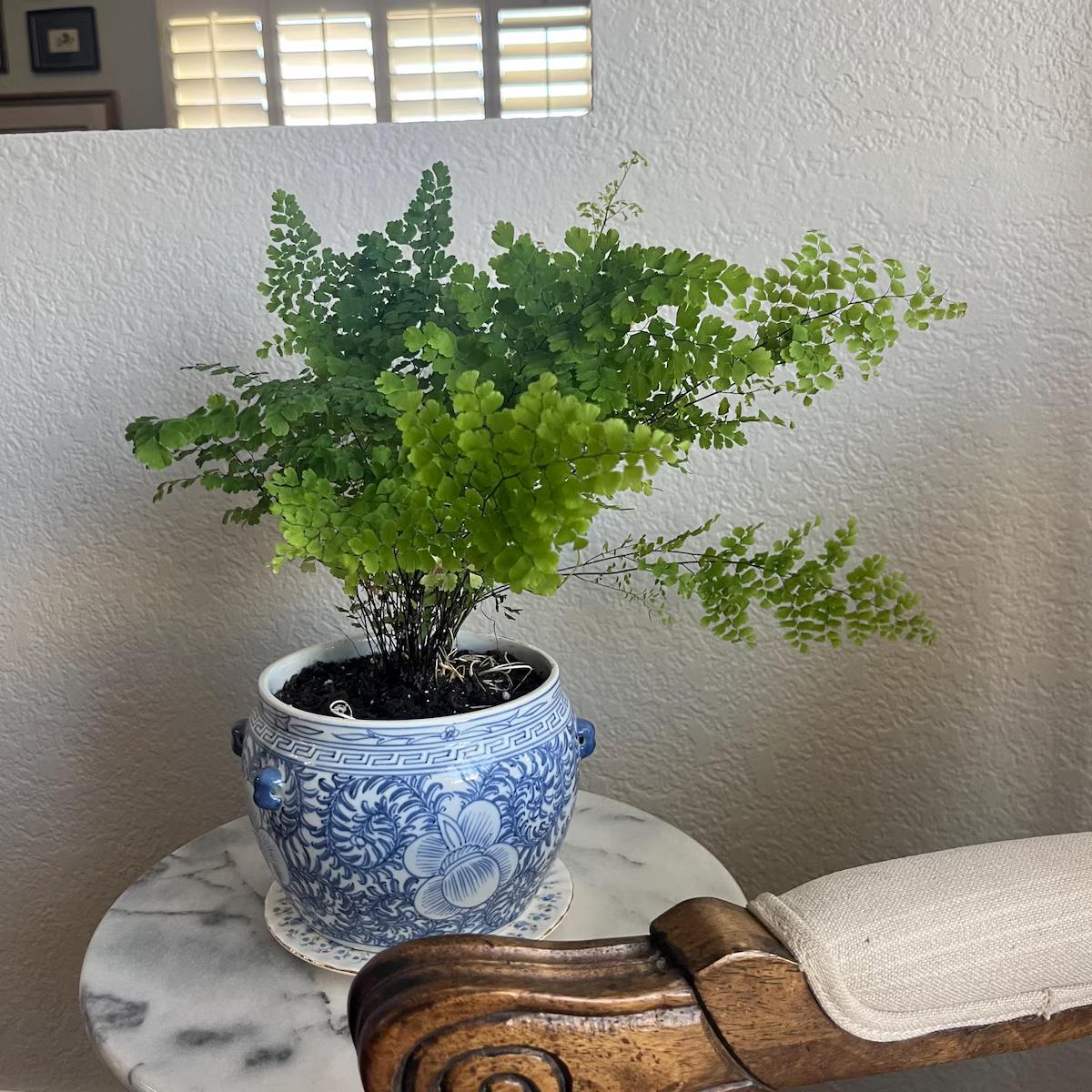 Maidenhair Fern Indoor Plants 4" Pot / Nursery Pot Austin Jungle Co.