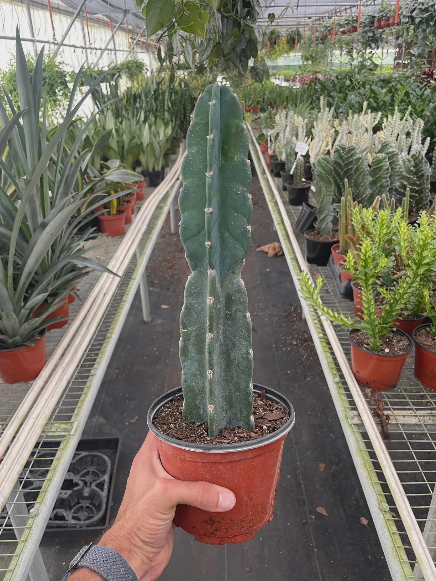 Succulent Cereus Cuddly Cactus 6" Pot Austin Jungle Co.