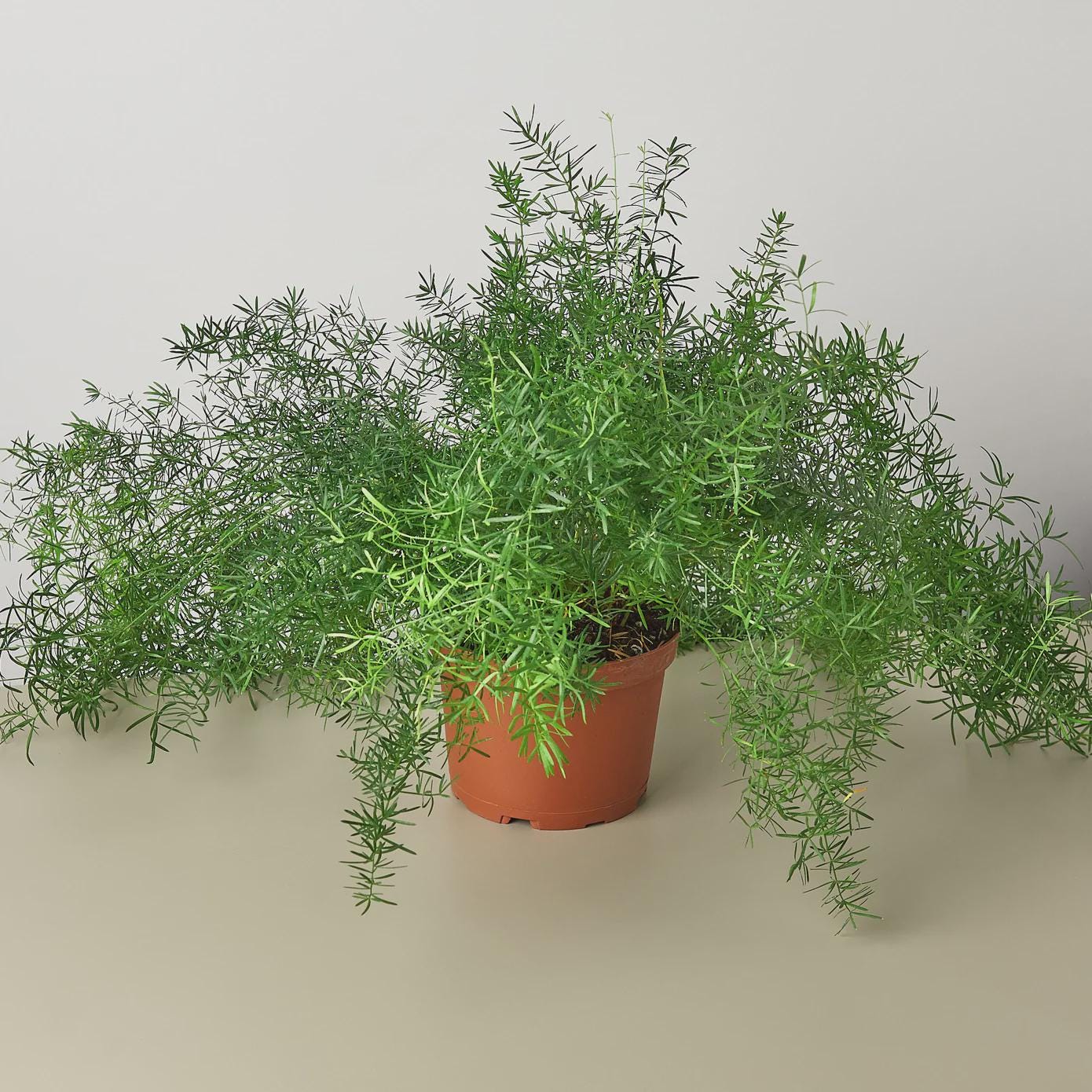 Fern 'Sprengeri' 6" Plant (1) ($10) 4" Pot Austin Jungle Co.