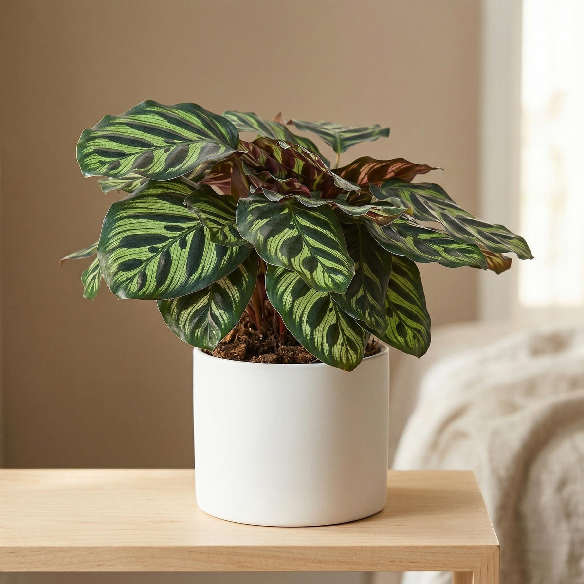Calathea 'Makoyana' 4" Plant 2" Pot Austin Jungle Co.