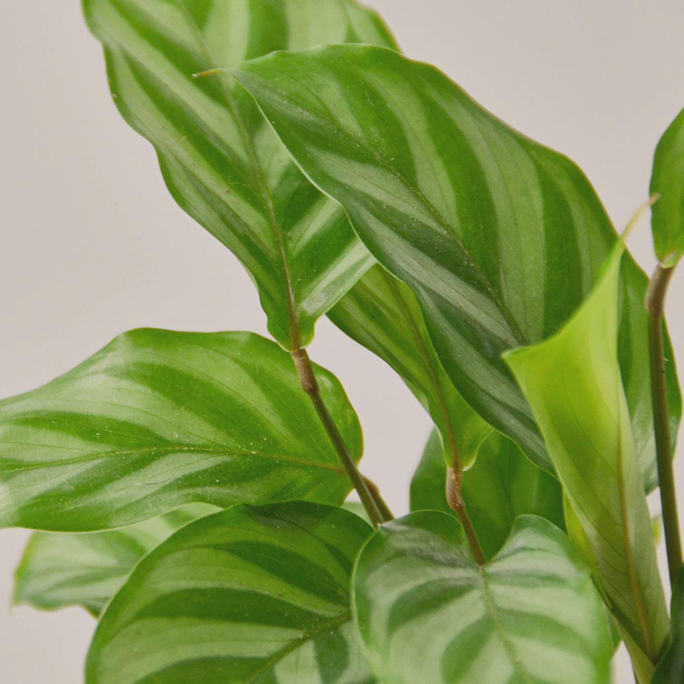 Calathea Concinna 'Freddie' Indoor Plants 4" Pot Austin Jungle Co.