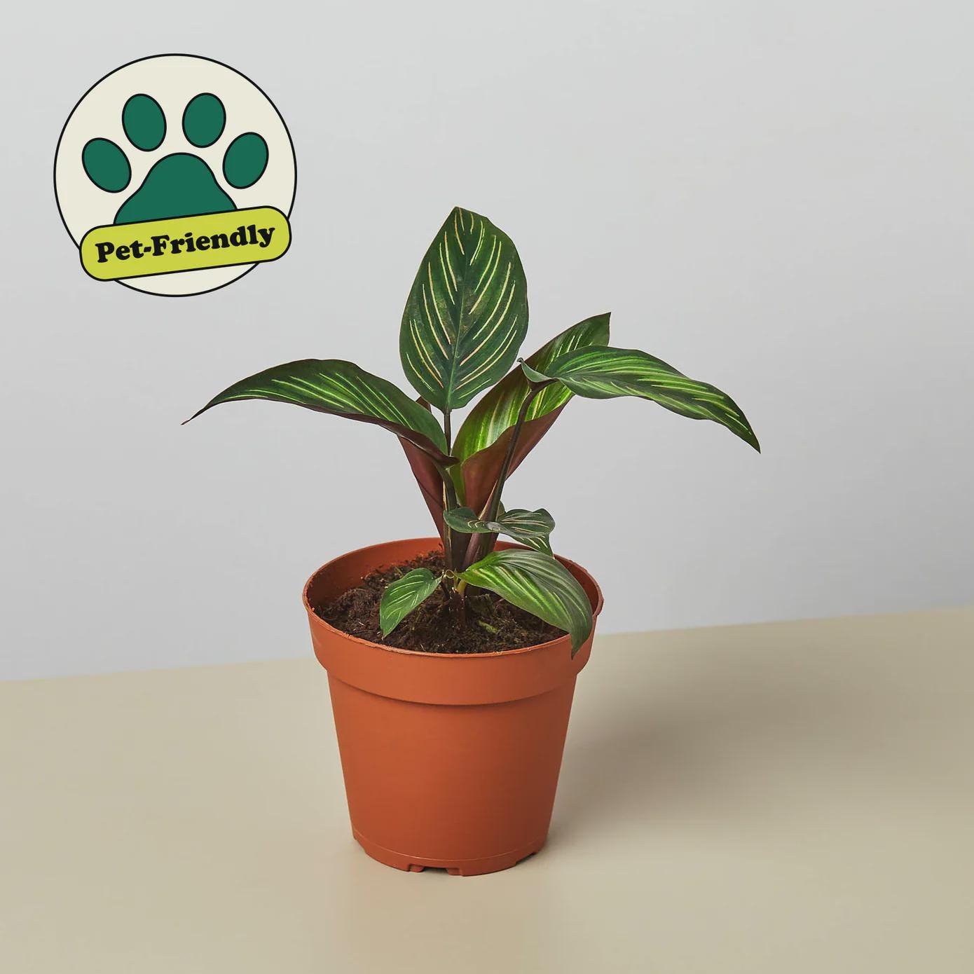 Calathea 'Beauty Star' Indoor Plants 4" Pot Austin Jungle Co.