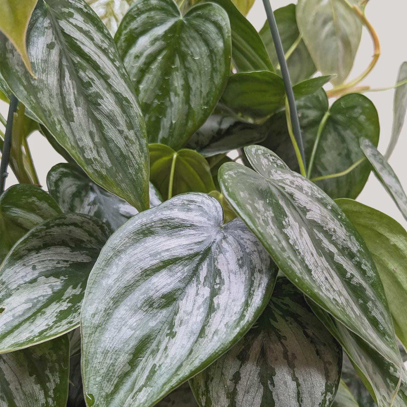 Philodendron 'Brandtianum' Indoor Plants 4" Pot Austin Jungle Co.