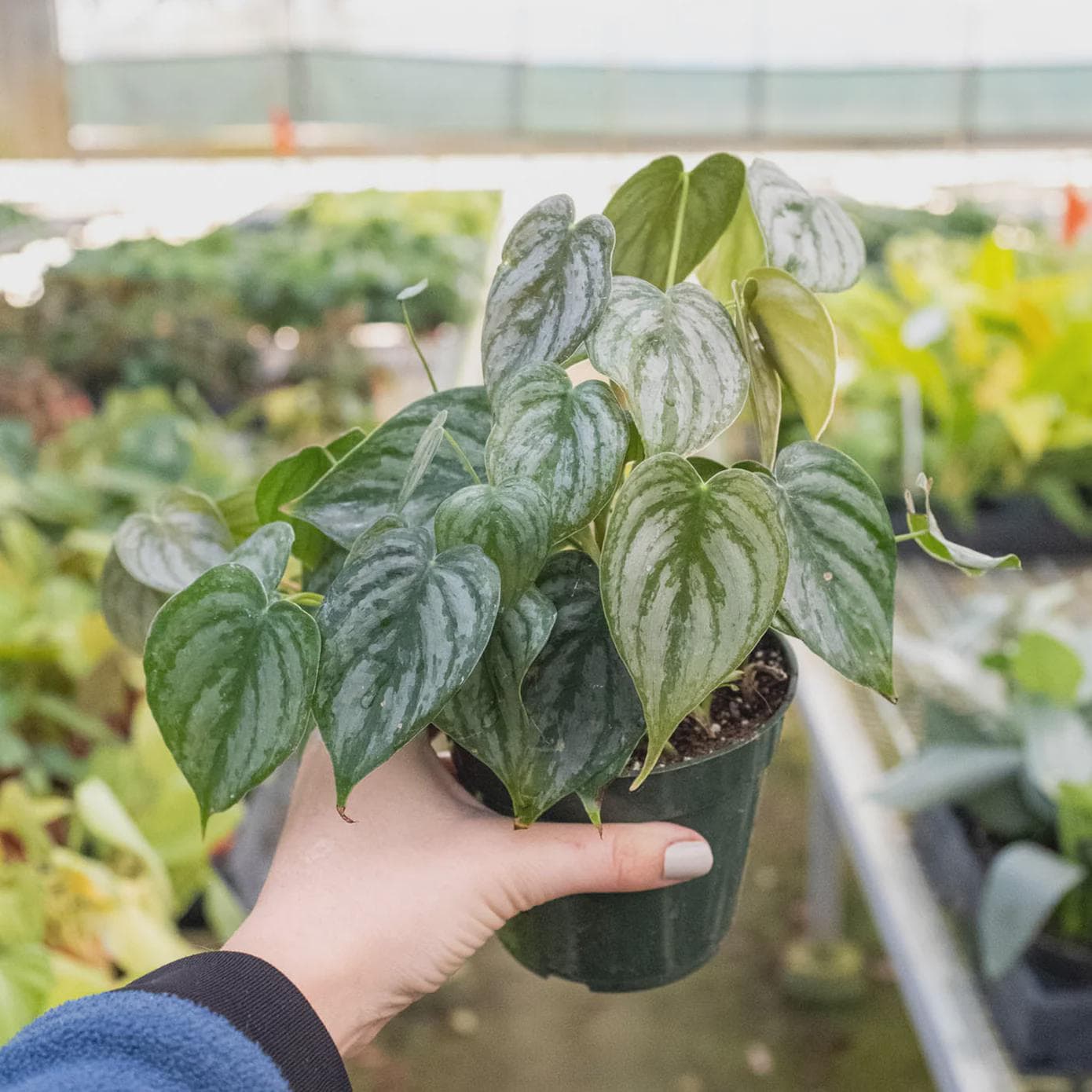 Philodendron 'Brandtianum' Indoor Plants 4" Pot Austin Jungle Co.