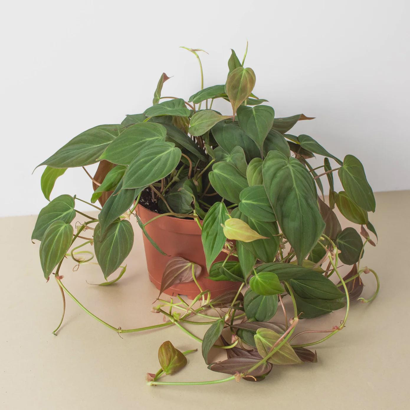 Philodendron 'Velvet' Indoor Plants 3" Pot / Nursery Pot Austin Jungle Co.