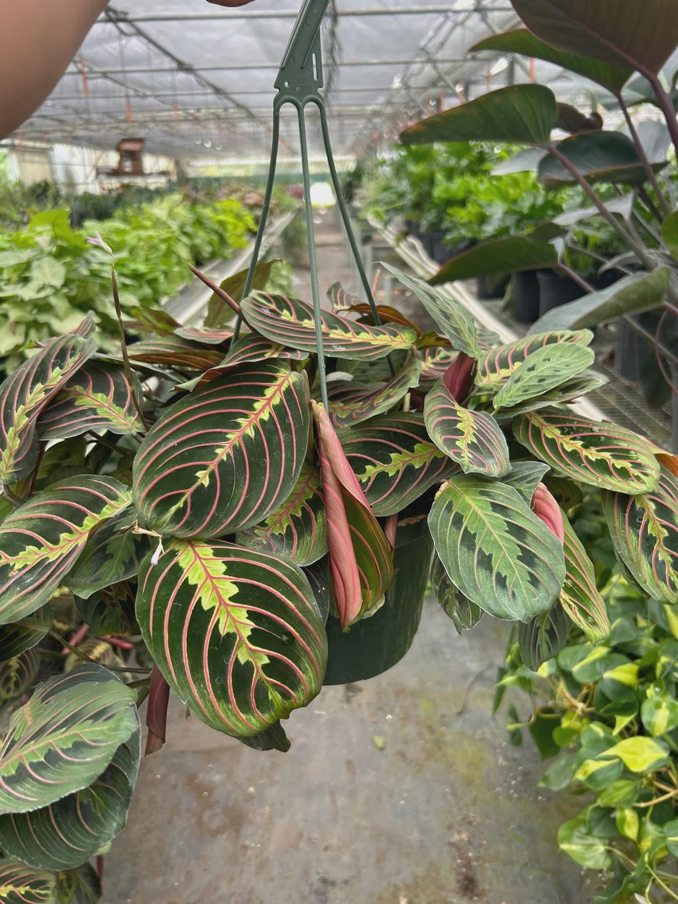 Maranta Red Prayer Plant Indoor Plants 8" Pot / Nursery Pot Austin Jungle Co.