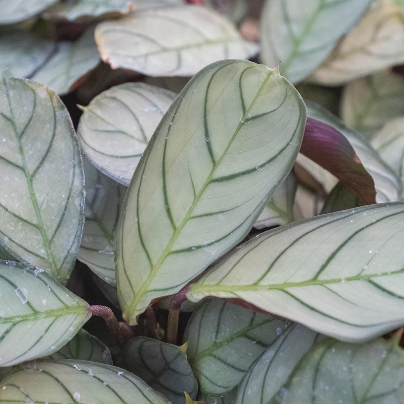 Ctenanthe burle-marxii 'Amagris' Indoor Plants 4" Pot Austin Jungle Co.