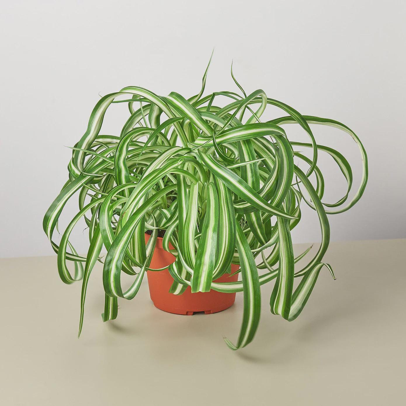 Spider Plant 'Bonnie' Indoor Plants 6" Pot / Nursery Pot Austin Jungle Co.