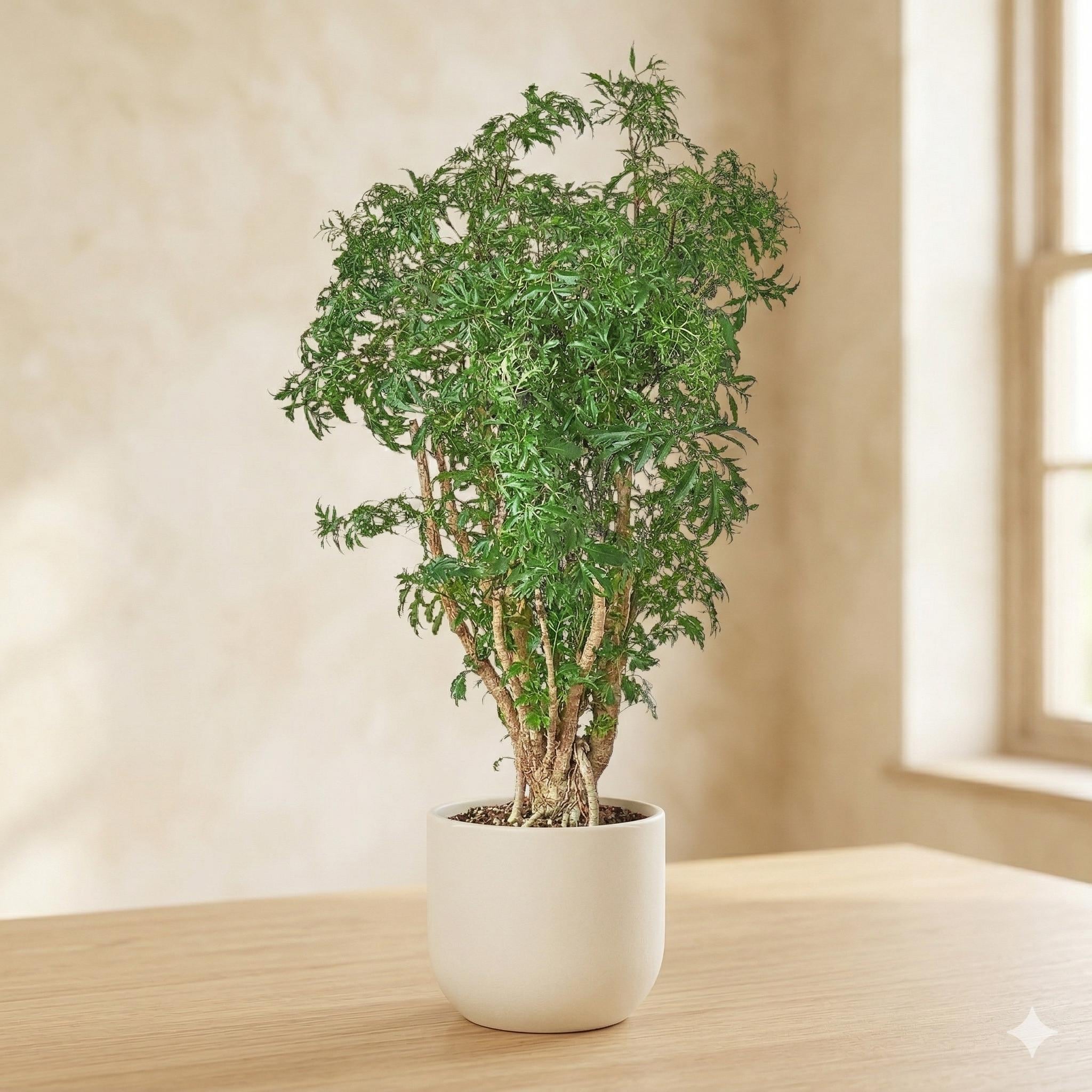 Aralia Ming Stump Plant Default 4" Pot Austin Jungle Co.