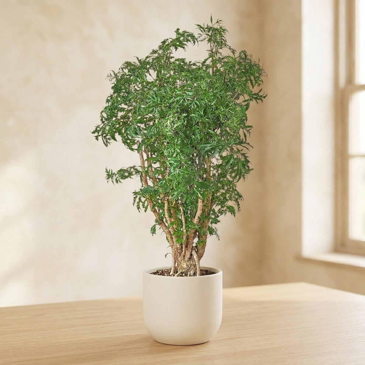 Aralia Ming Stump Plant Default 4" Pot Austin Jungle Co.