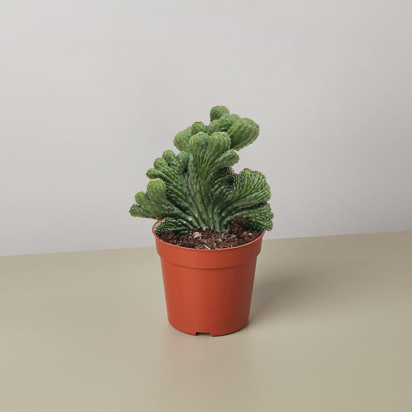 Succulent Cereus Coral Green Succulent 3" Pot Austin Jungle Co.
