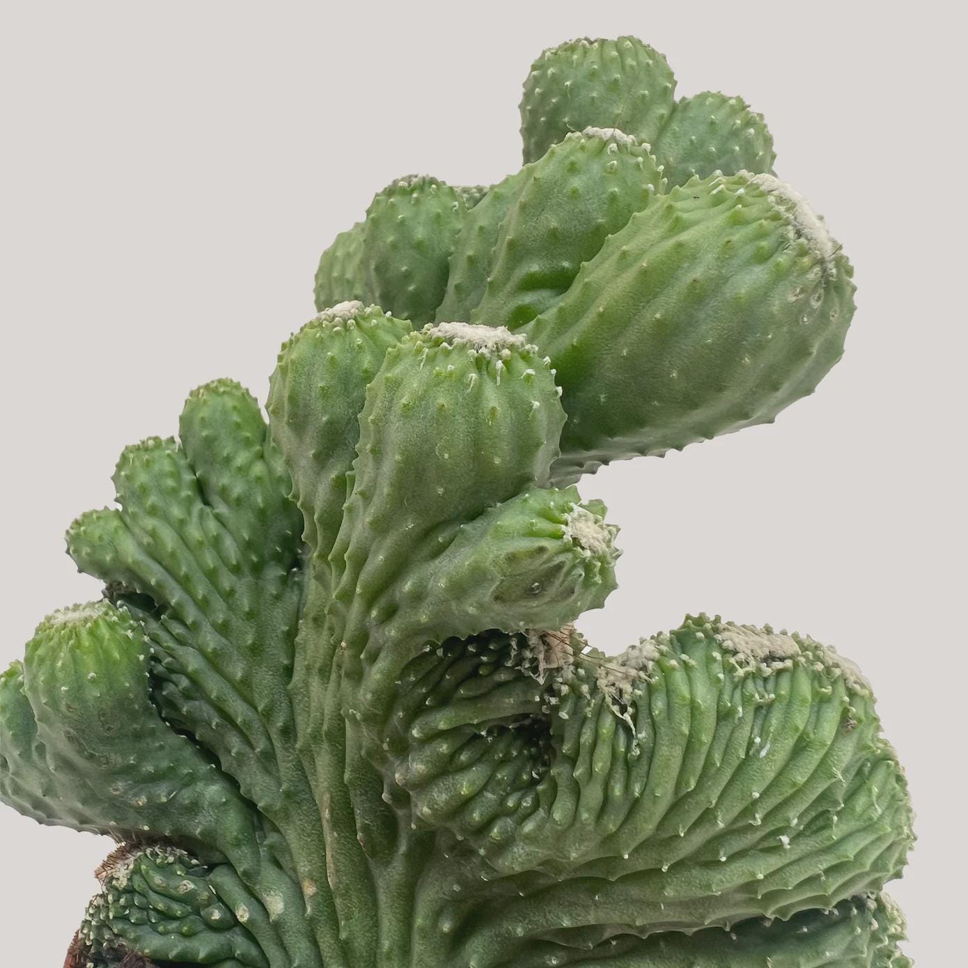 Succulent Cereus Coral Green Succulent 3" Pot Austin Jungle Co.