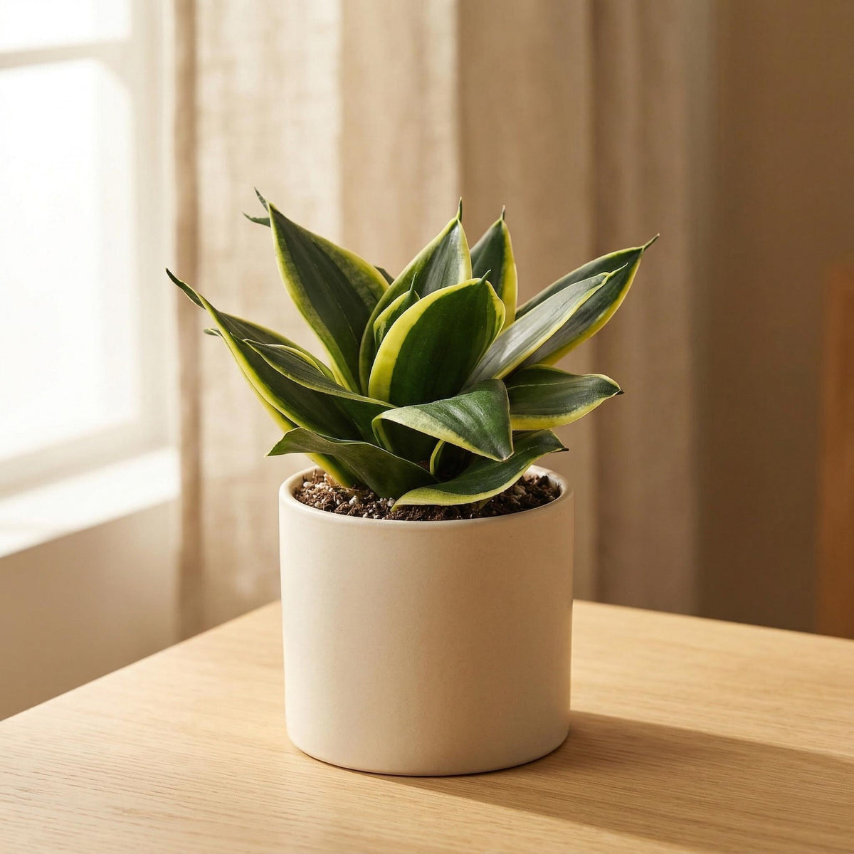 Snake Plant Black Gold Indoor Plants 2" Pot Austin Jungle Co.