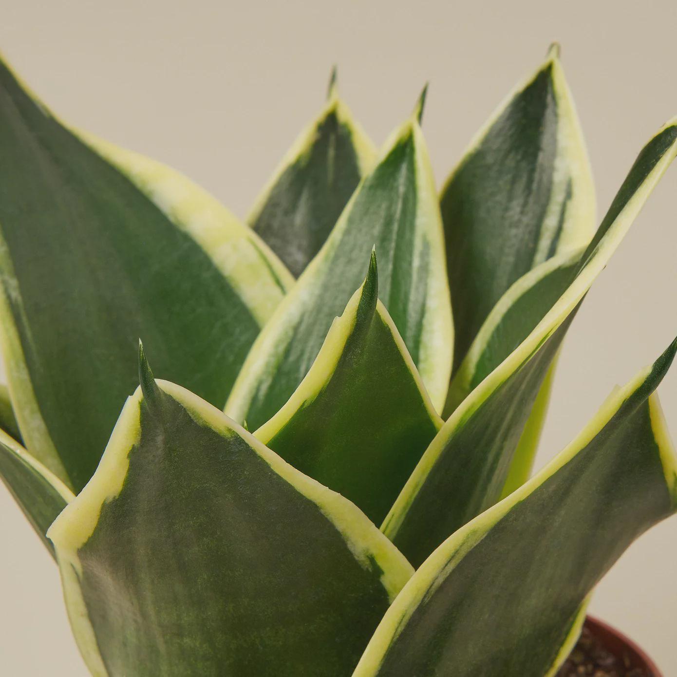 Snake Plant Black Gold Indoor Plants 2" Pot Austin Jungle Co.