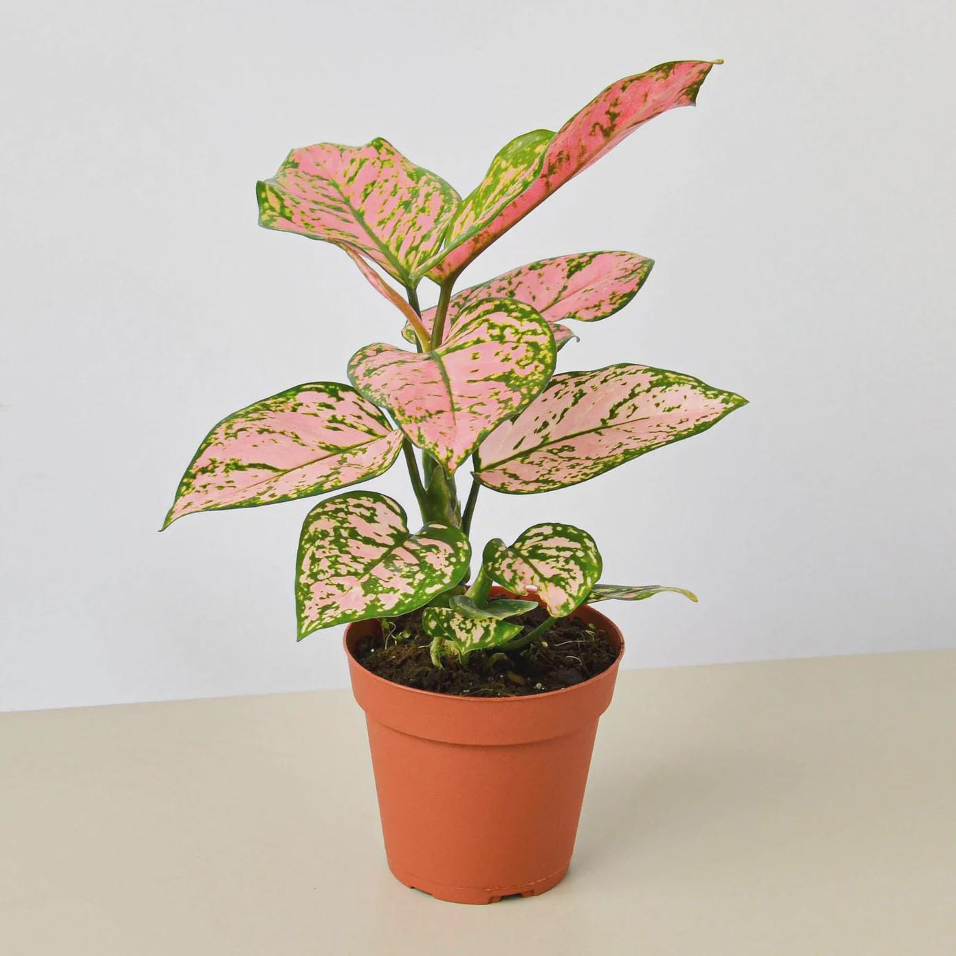Chinese Evergreen 'Lady Valentine' Indoor Plants 2" Pot Austin Jungle Co.