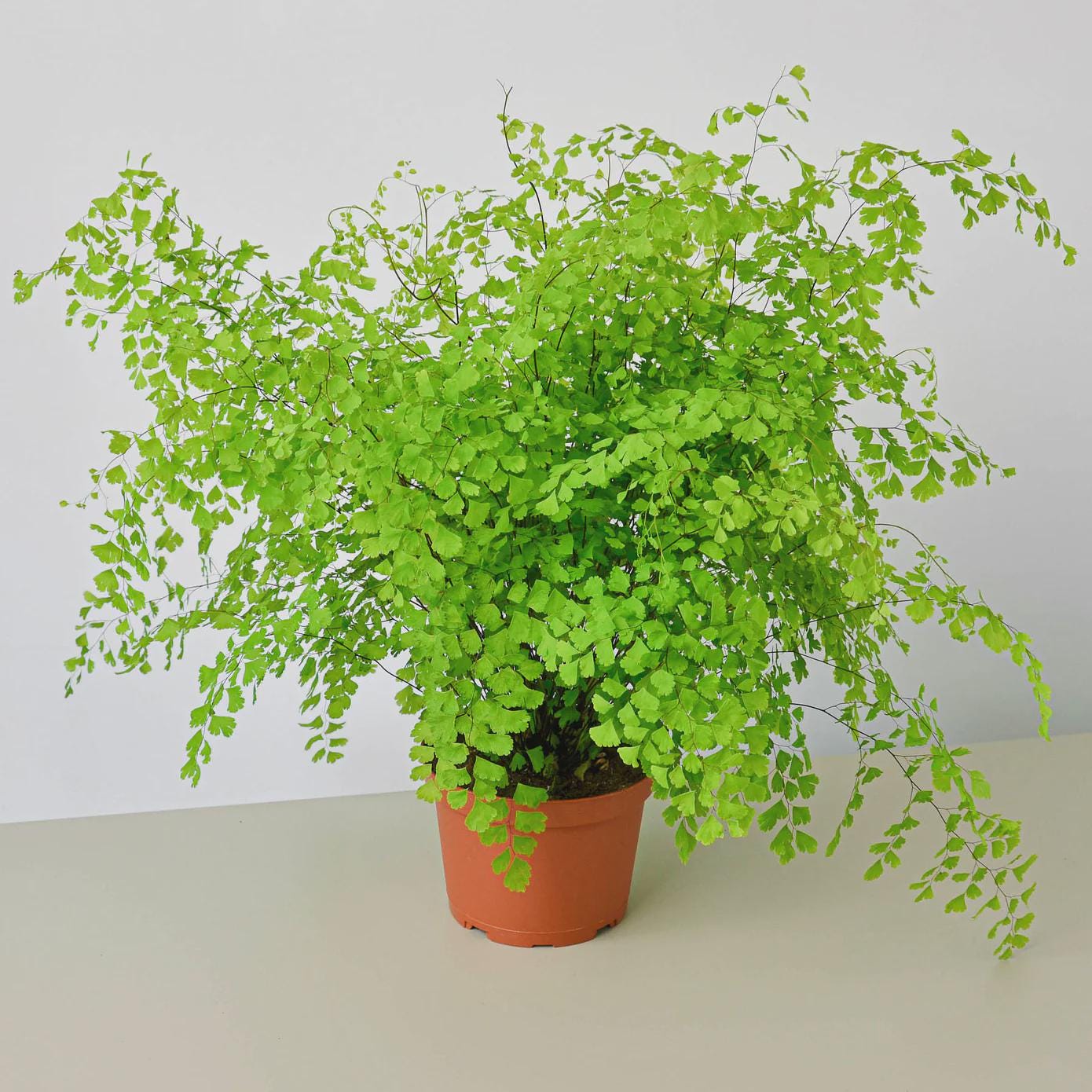 Maidenhair Fern Indoor Plants 4" Pot / Nursery Pot Austin Jungle Co.