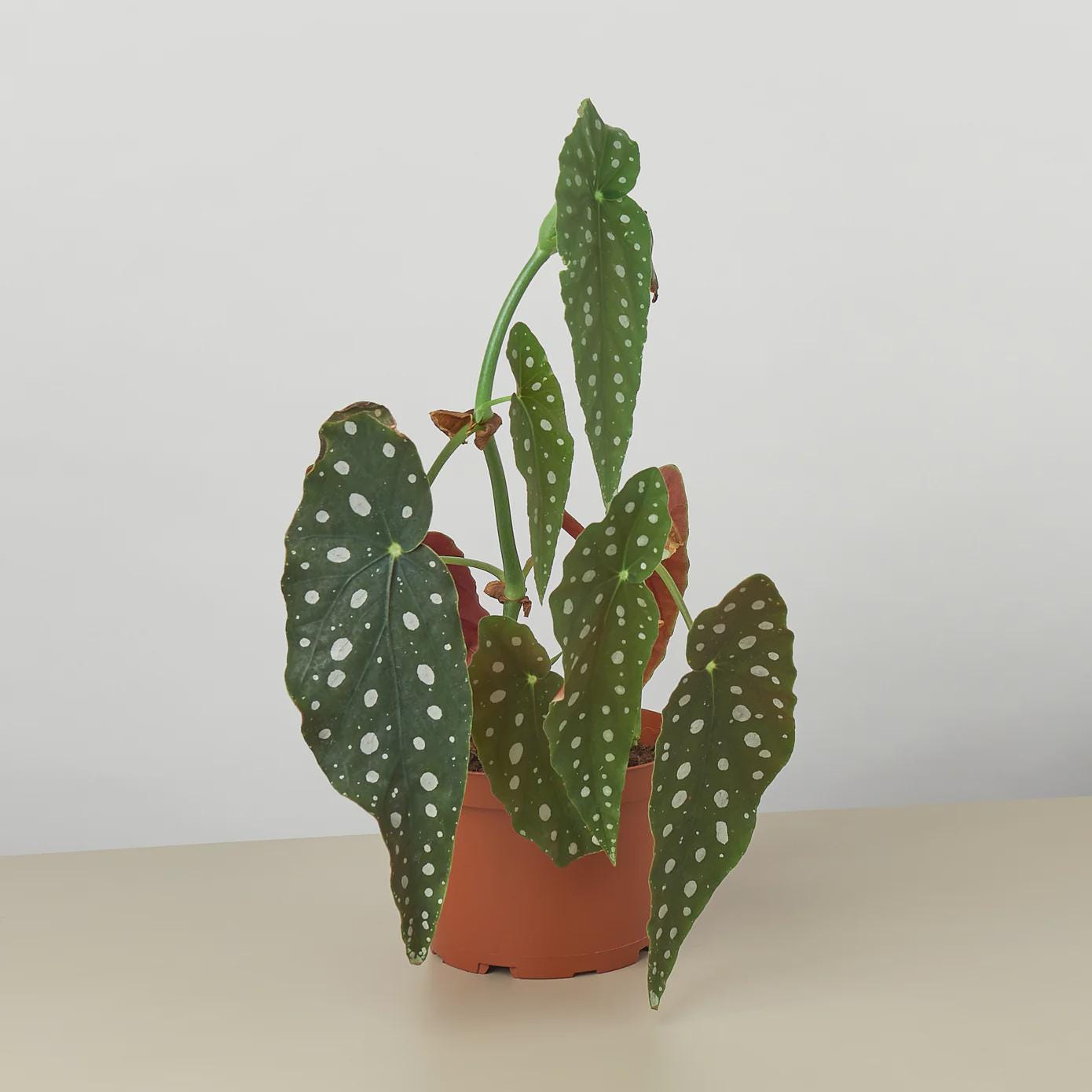 Begonia 'Maculata' 4" Plant (1pk/$2) ($6 Ship/15oz) 4" Pot Austin Jungle Co.