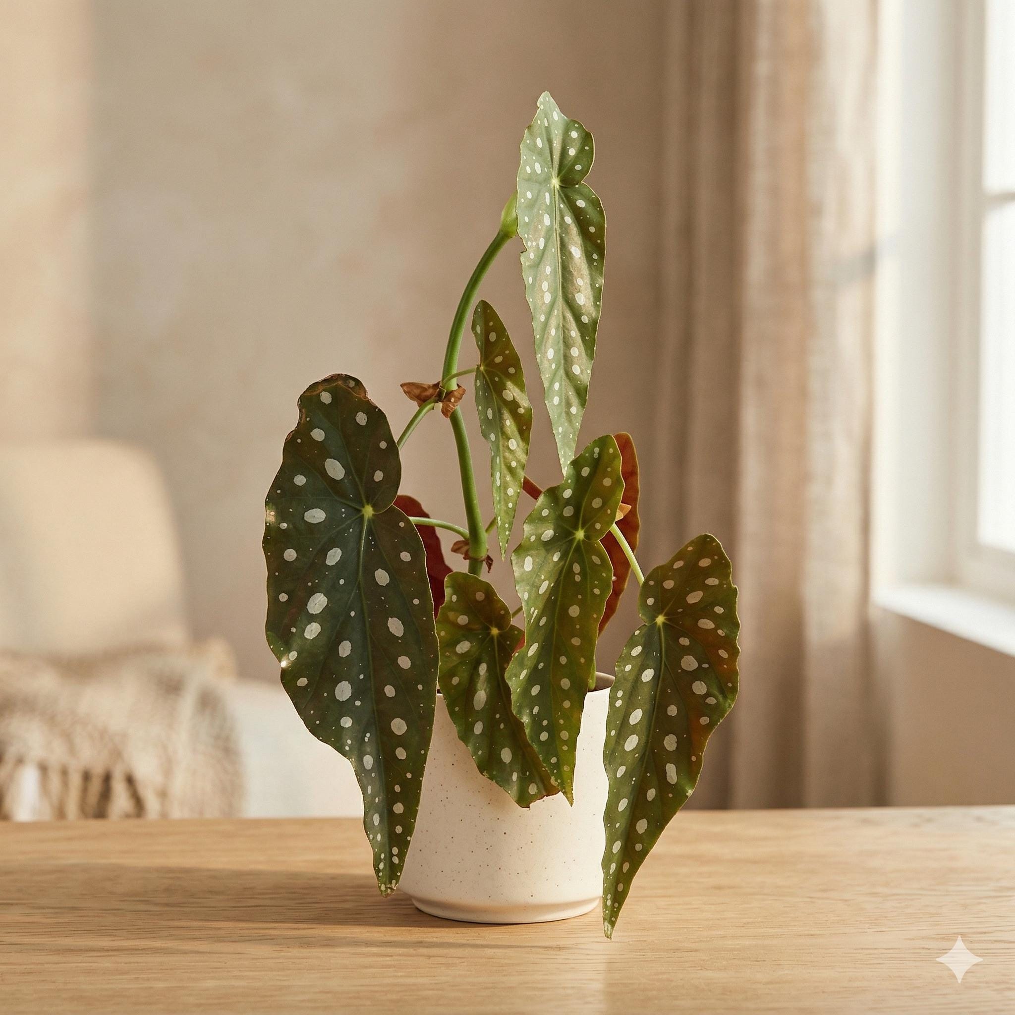 Begonia 'Maculata' 4" Plant (1pk/$2) ($6 Ship/15oz) 4" Pot Austin Jungle Co.