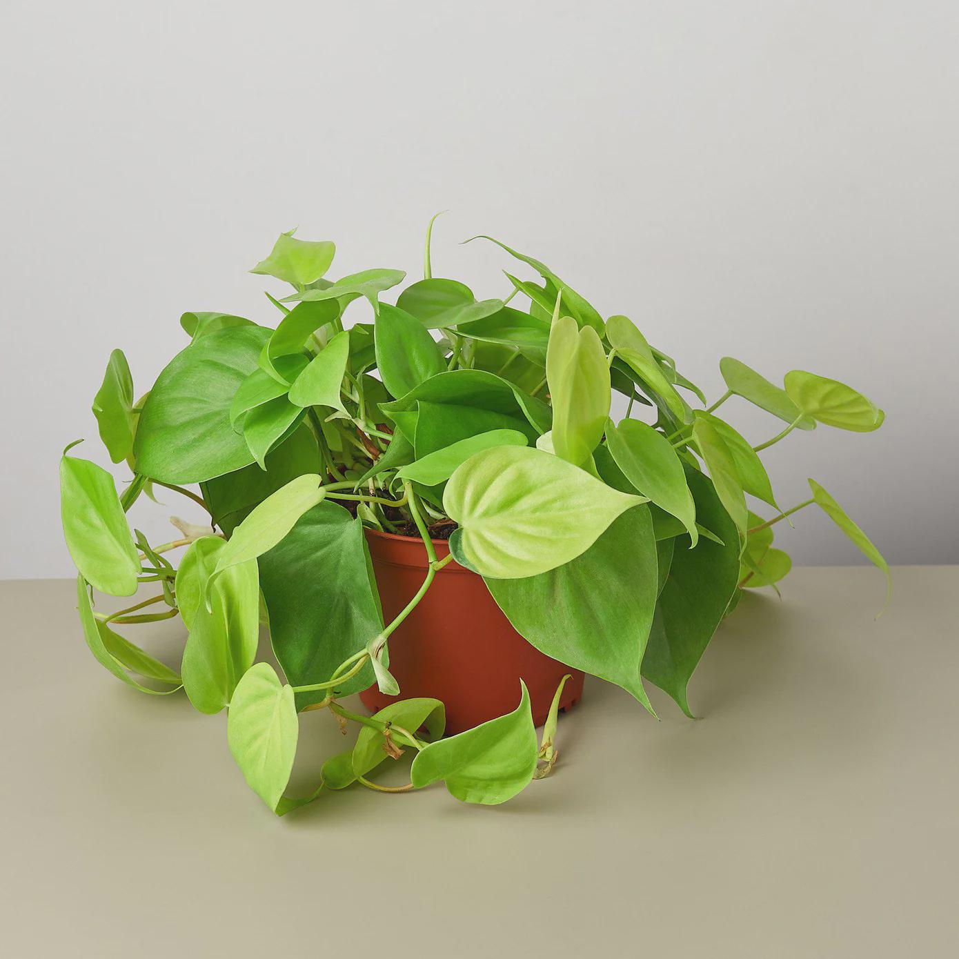 Philodendron 'Neon' 4" Plant 6" Pot Austin Jungle Co.