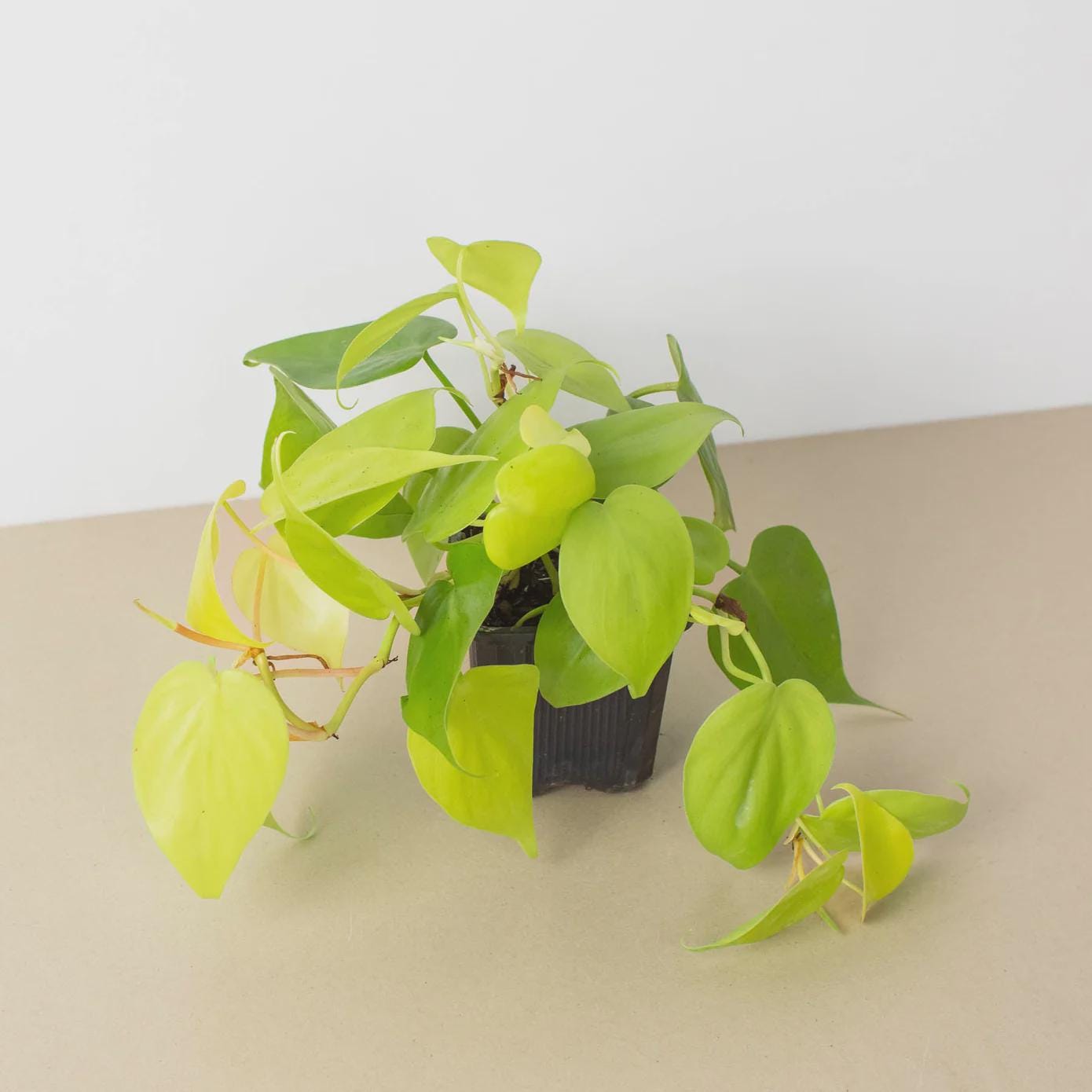 Philodendron 'Neon' 4" Plant 3" Pot Austin Jungle Co.
