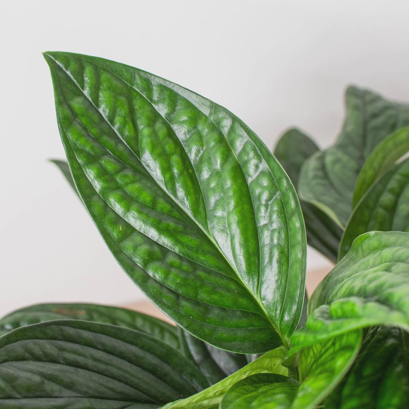 Monstera 'Peru' Indoor Plants 2" Pot Austin Jungle Co.