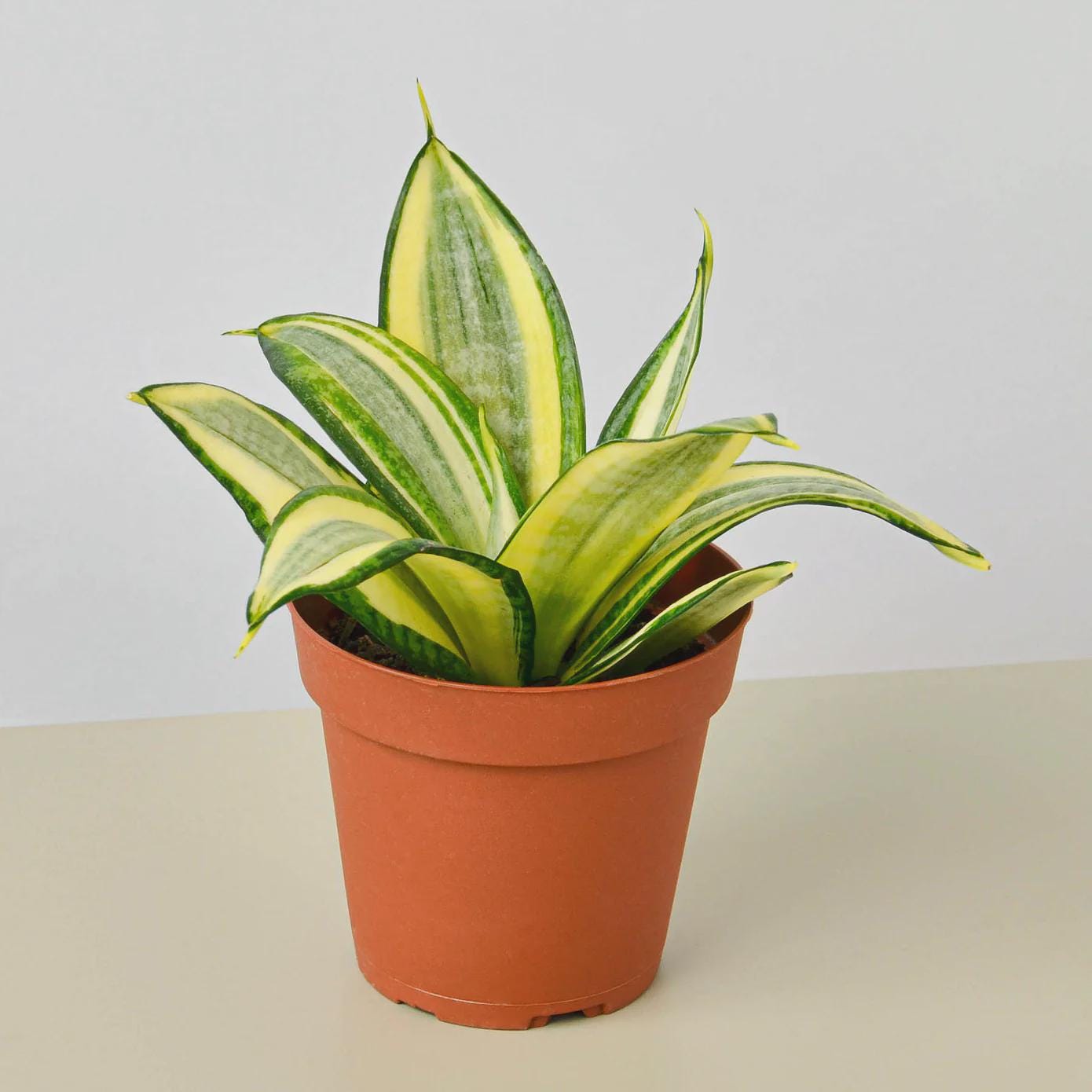 Snake Plant Gold Hahnii Indoor Plants 3" Pot Austin Jungle Co.