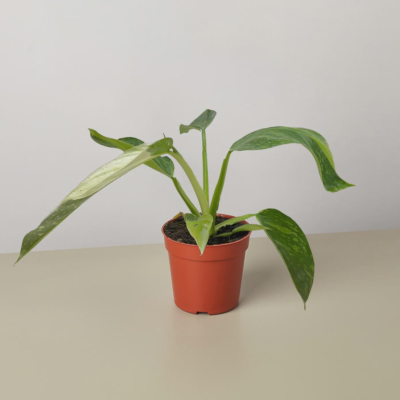 Philodendron Jose Bueno 4" Plant 4" Pot Austin Jungle Co.
