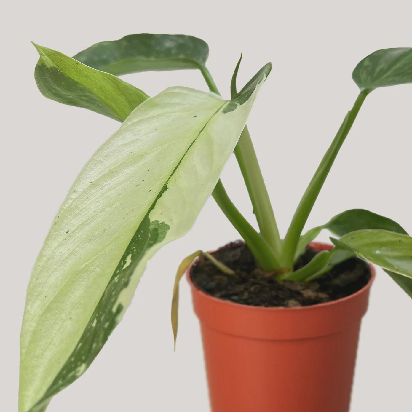 Philodendron Jose Bueno 4" Plant 4" Pot Austin Jungle Co.