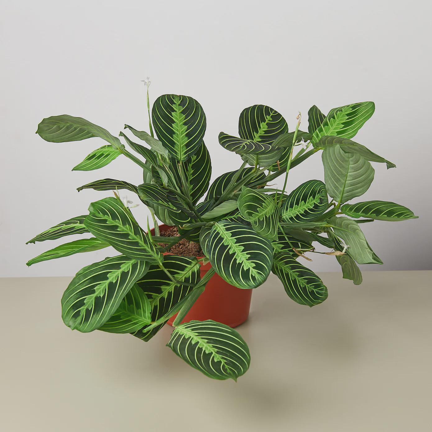 Maranta 'Lemon Lime' Default 4" Pot Austin Jungle Co.