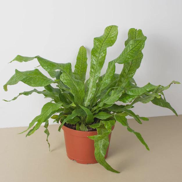 Fern 'Crocodile' Indoor Plants 4" Pot Austin Jungle Co.