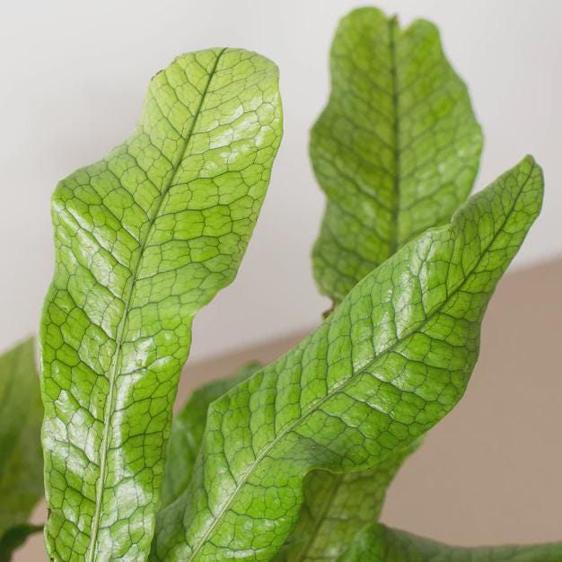 Fern 'Crocodile' Indoor Plants 4" Pot Austin Jungle Co.