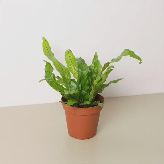 Fern 'Crocodile' Indoor Plants 4" Pot Austin Jungle Co.