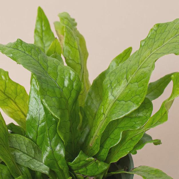 Fern 'Crocodile' Indoor Plants 4" Pot Austin Jungle Co.