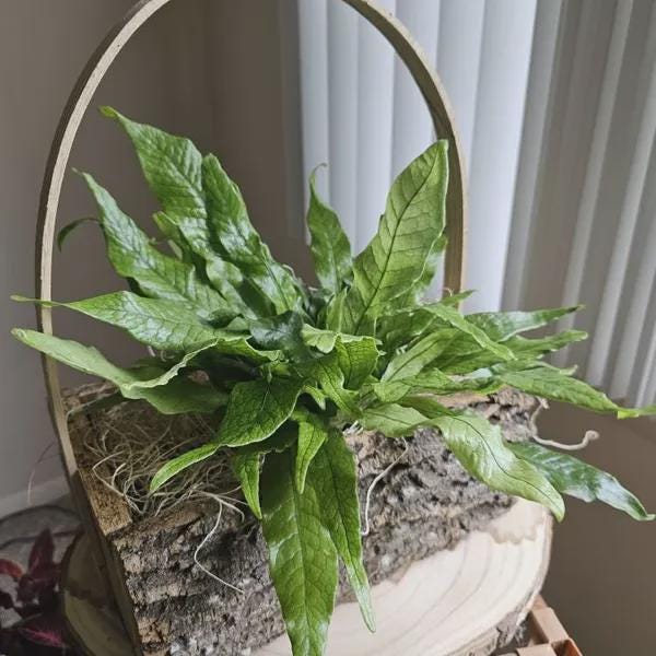 Fern 'Crocodile' Indoor Plants 4" Pot Austin Jungle Co.