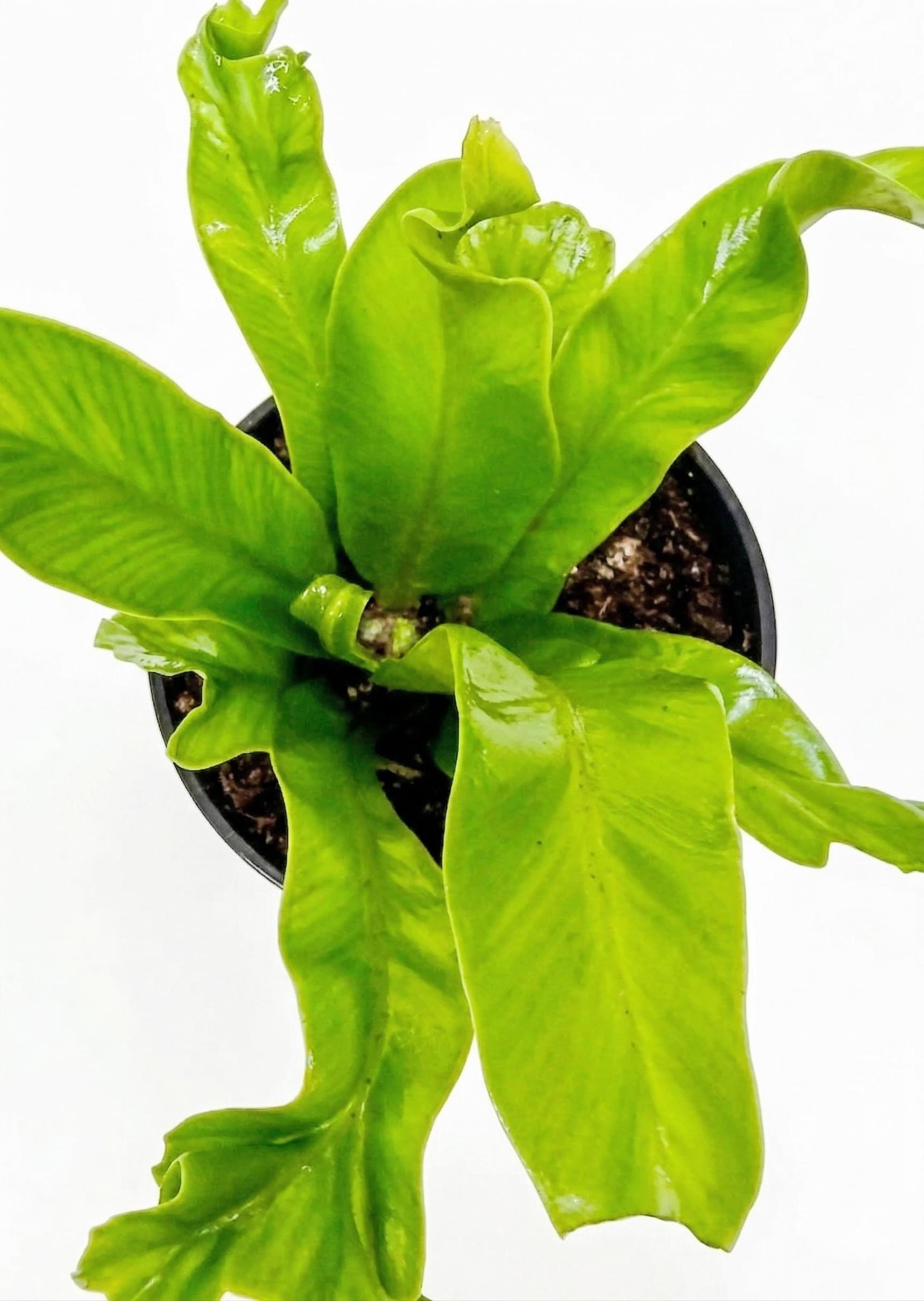 Bird's Nest 'Leslie' Fern Indoor Plants 4" Pot Austin Jungle Co.
