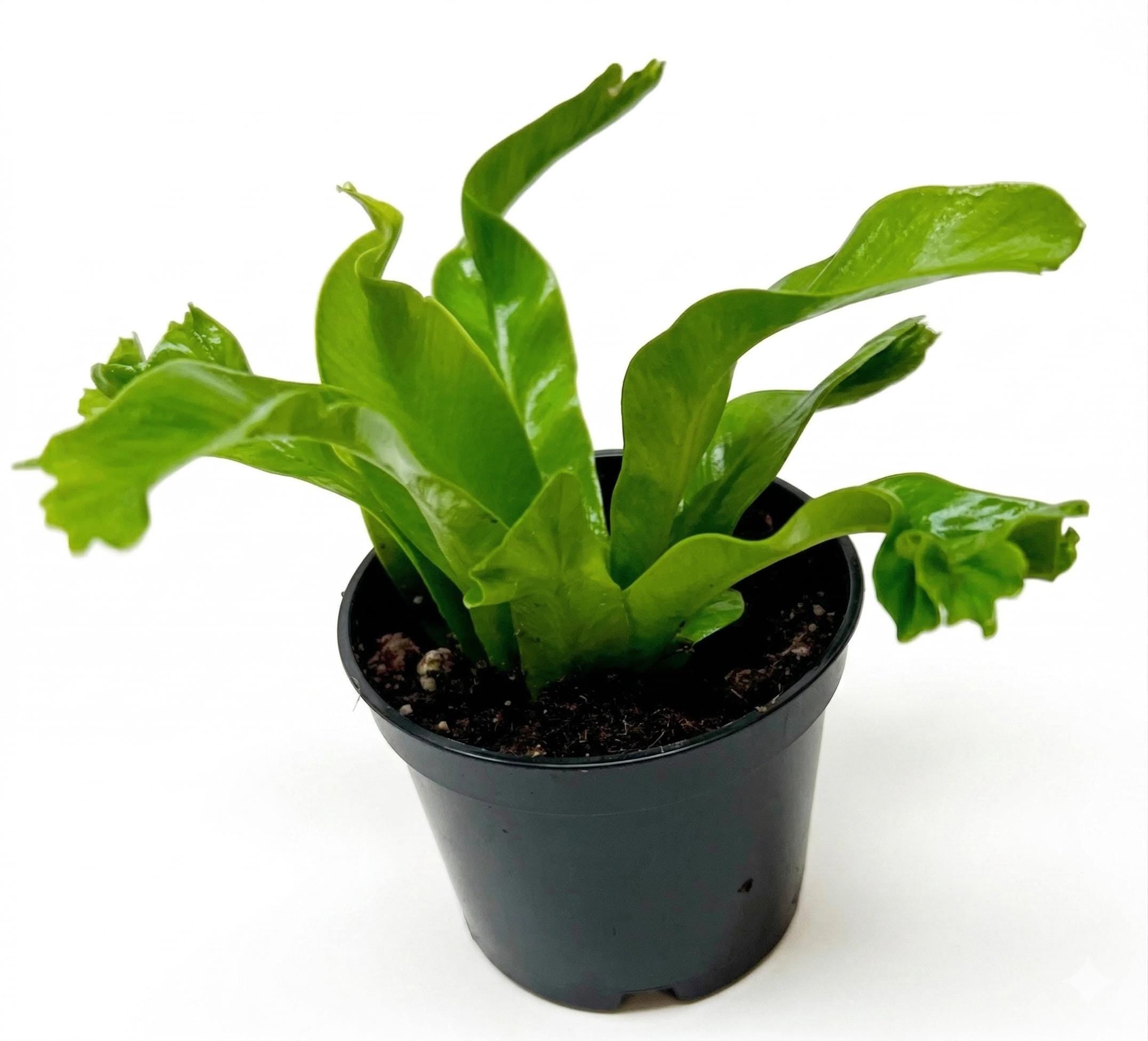Bird's Nest 'Leslie' Fern Indoor Plants 4" Pot Austin Jungle Co.
